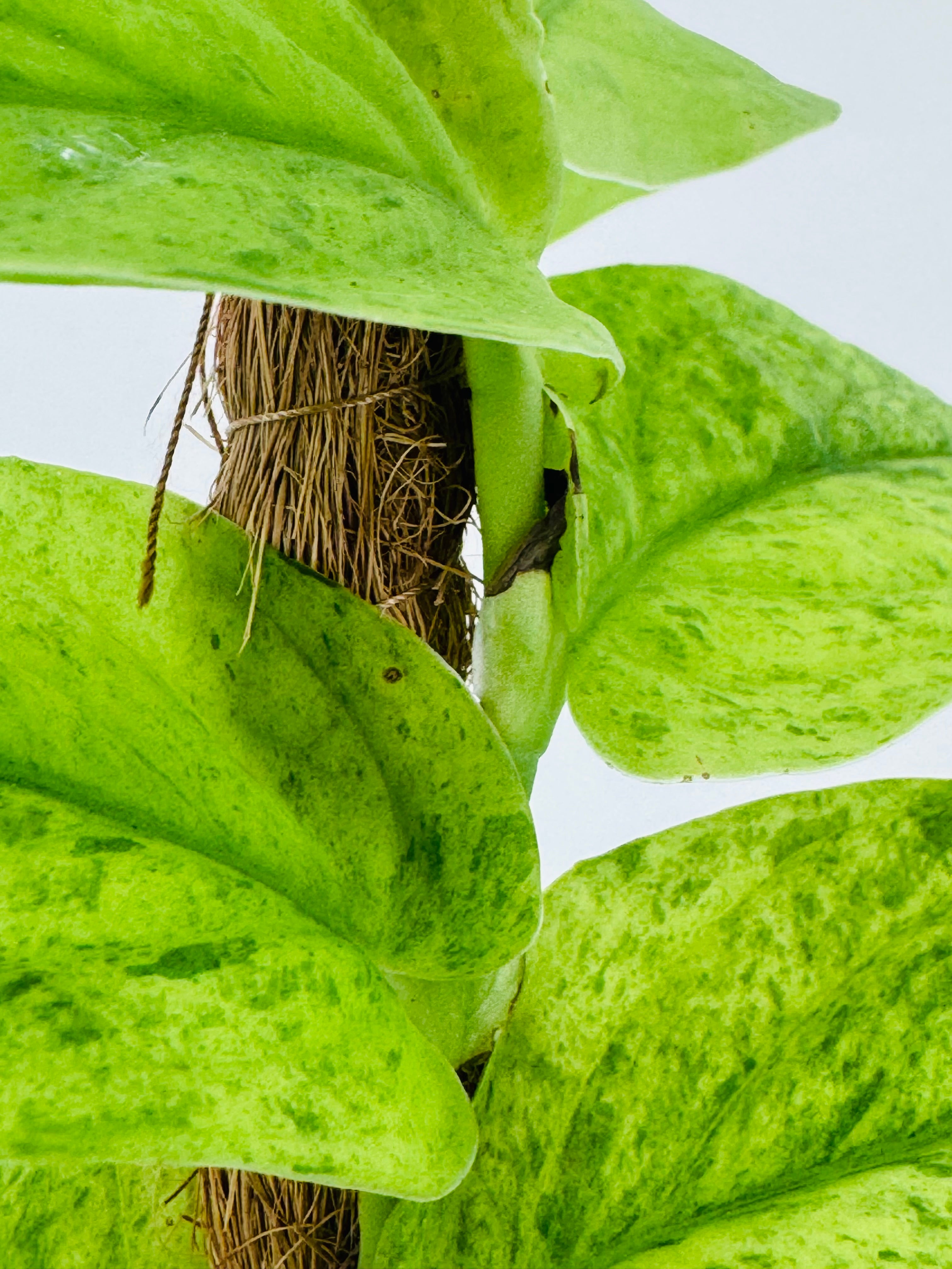 RHAPHIDOPHORA KORTHALSII MARBLE AUREA