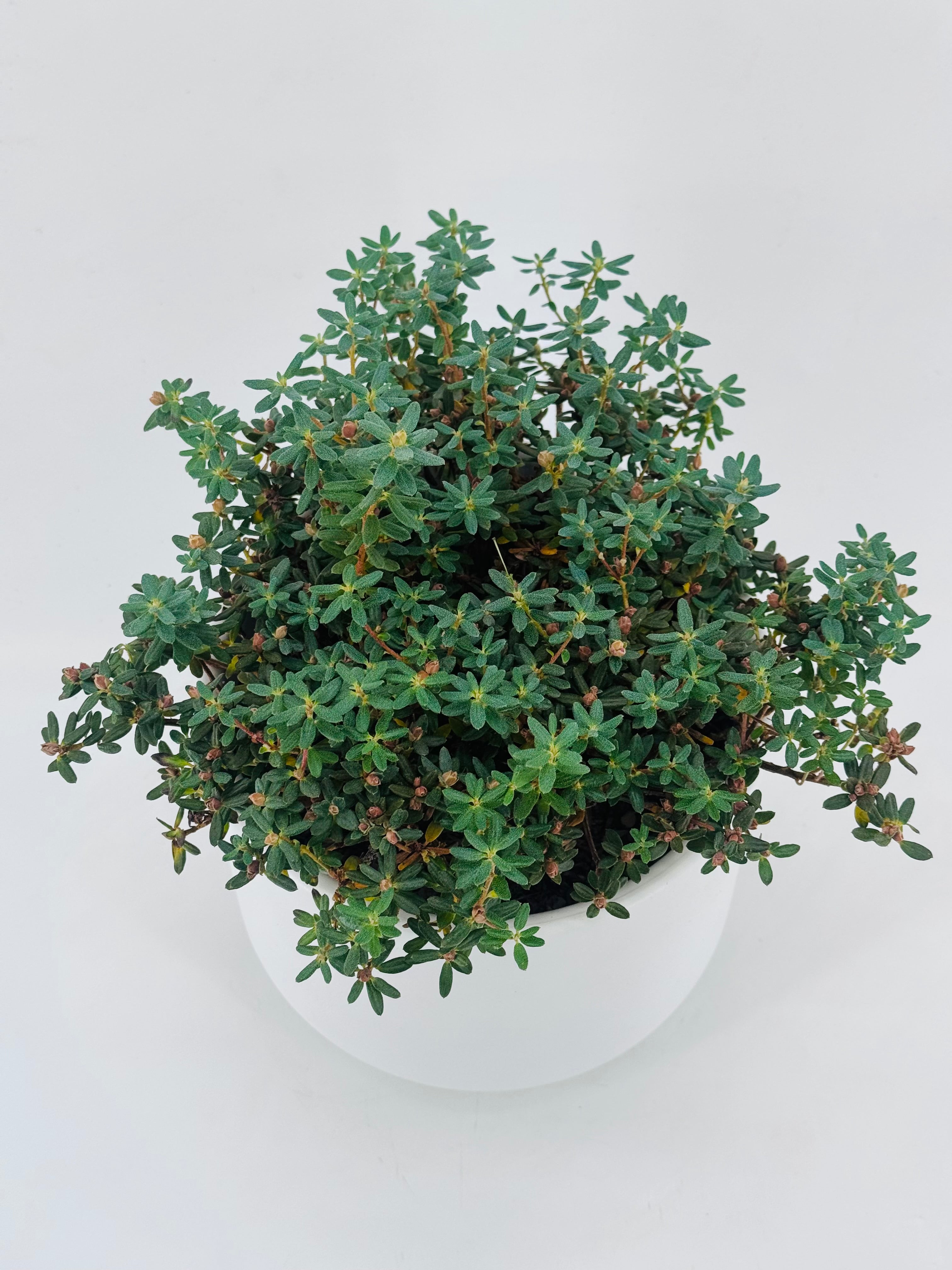 RHODODENDRON ENANO 3L