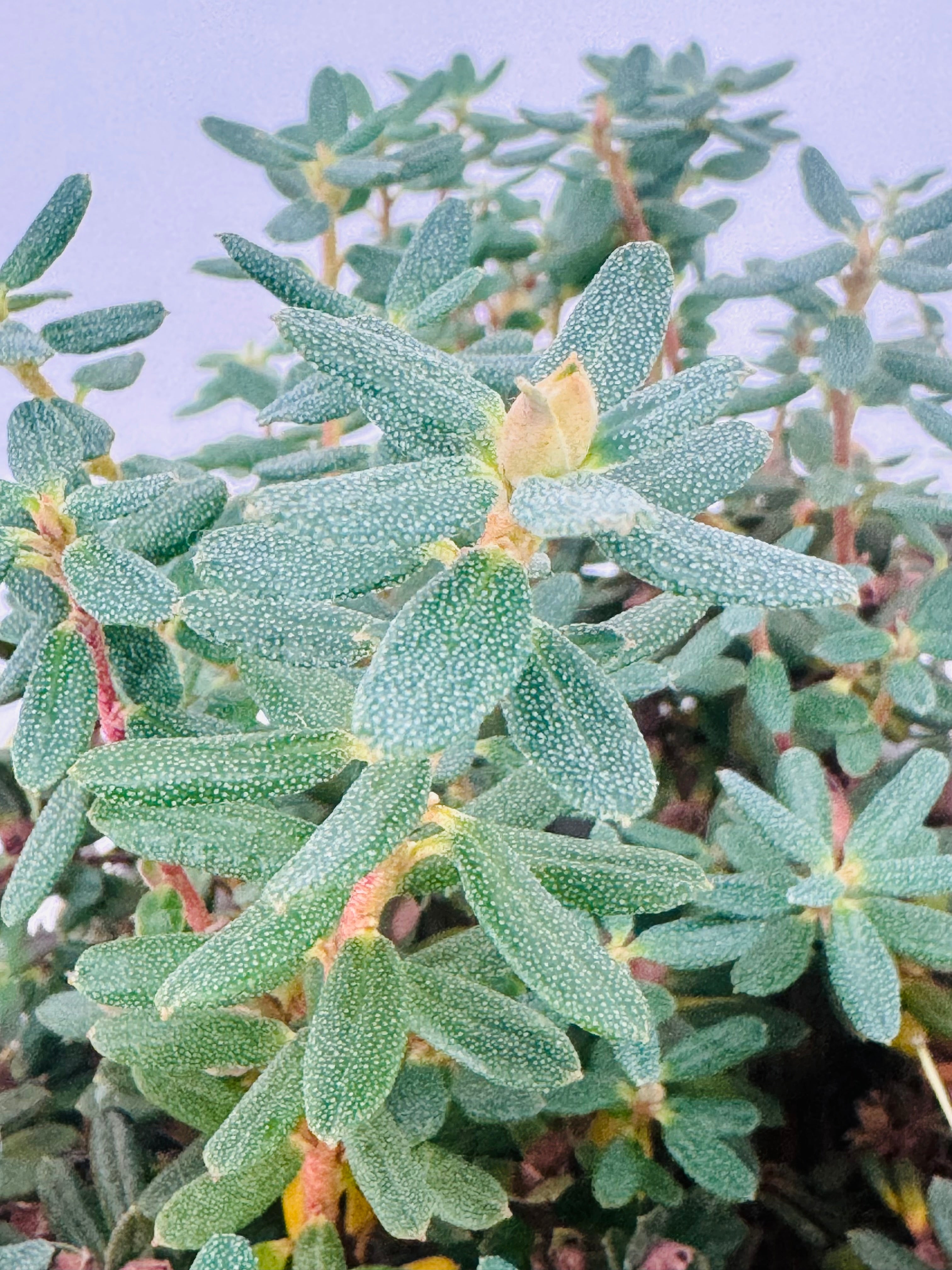 RHODODENDRON ENANO 3L