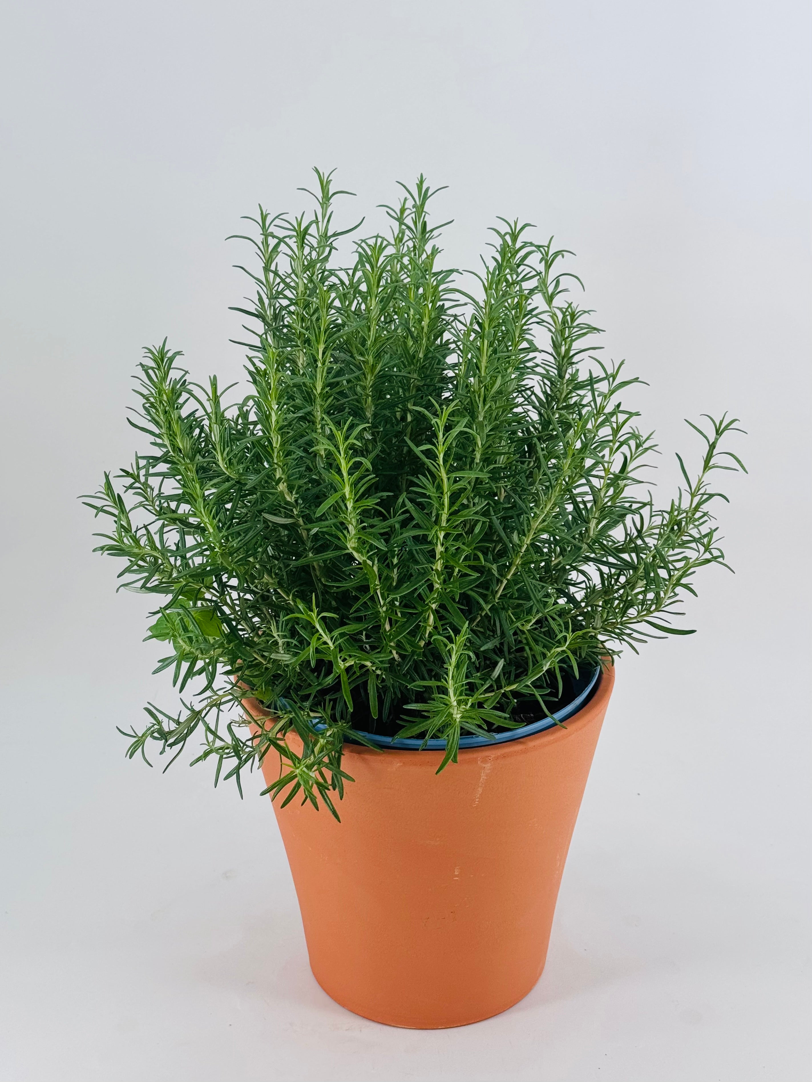ROSMARINUS OFFICINALIS 5L