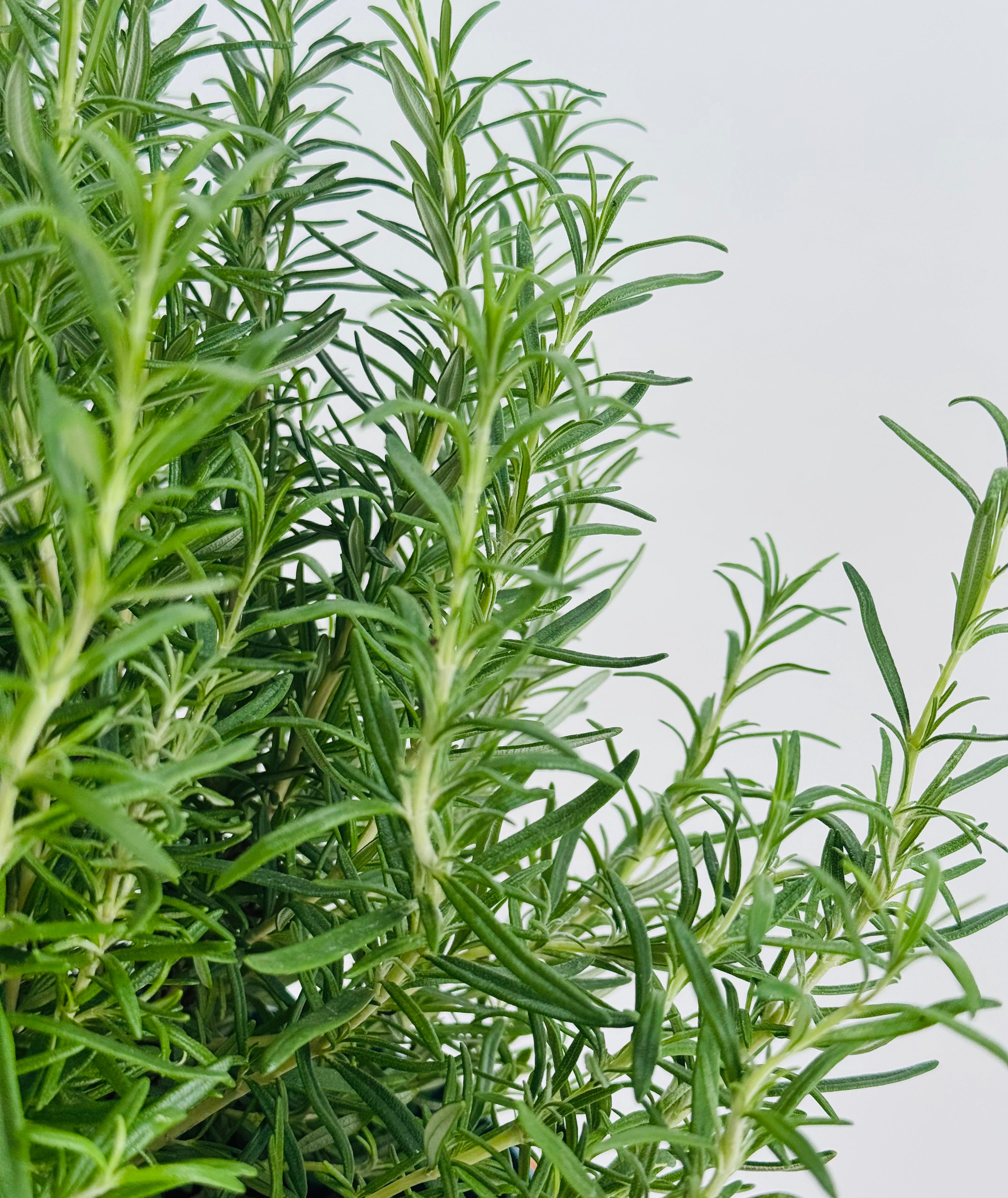ROSMARINUS OFFICINALIS 5L