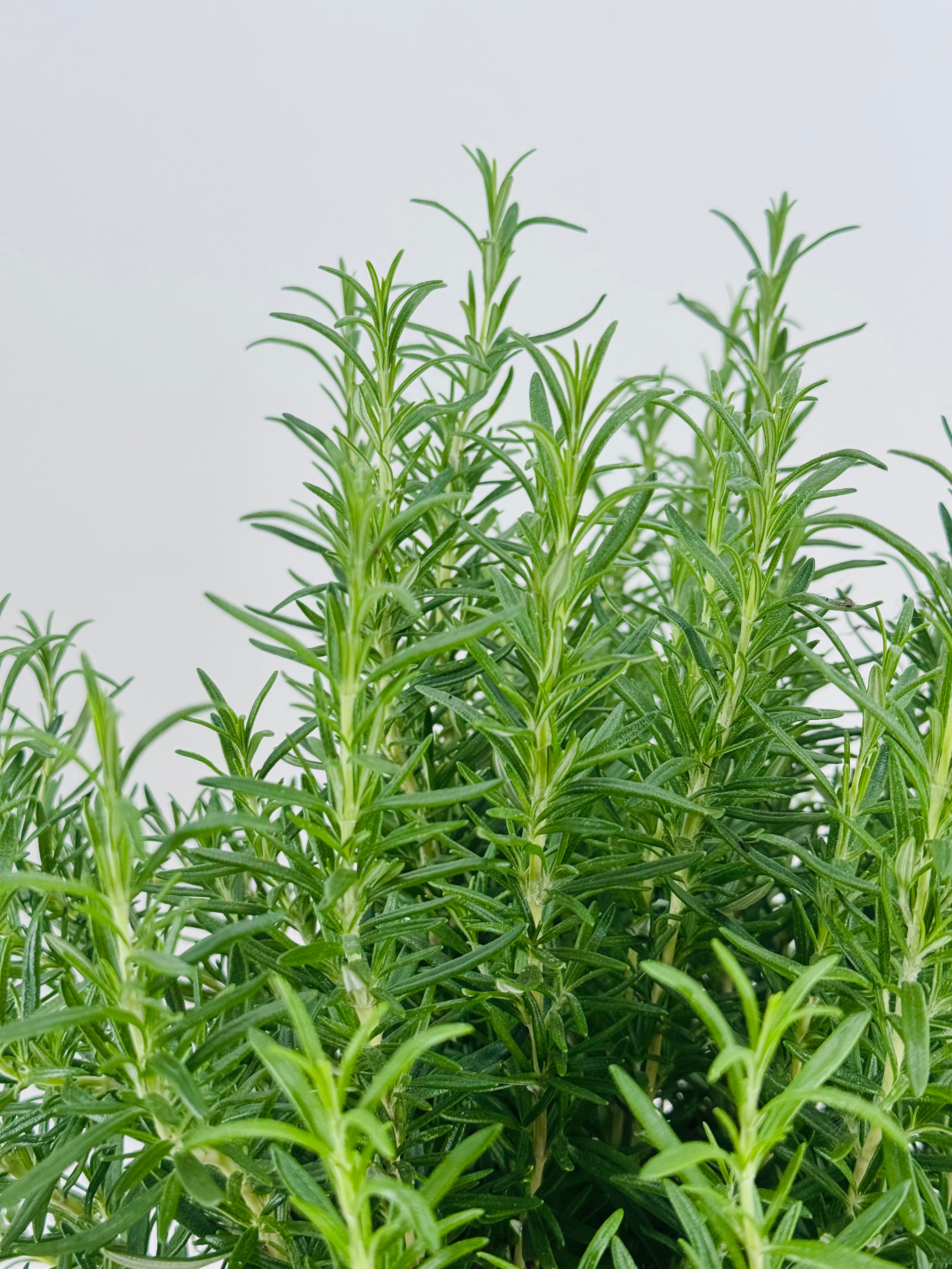 ROSMARINUS OFFICINALIS 5L