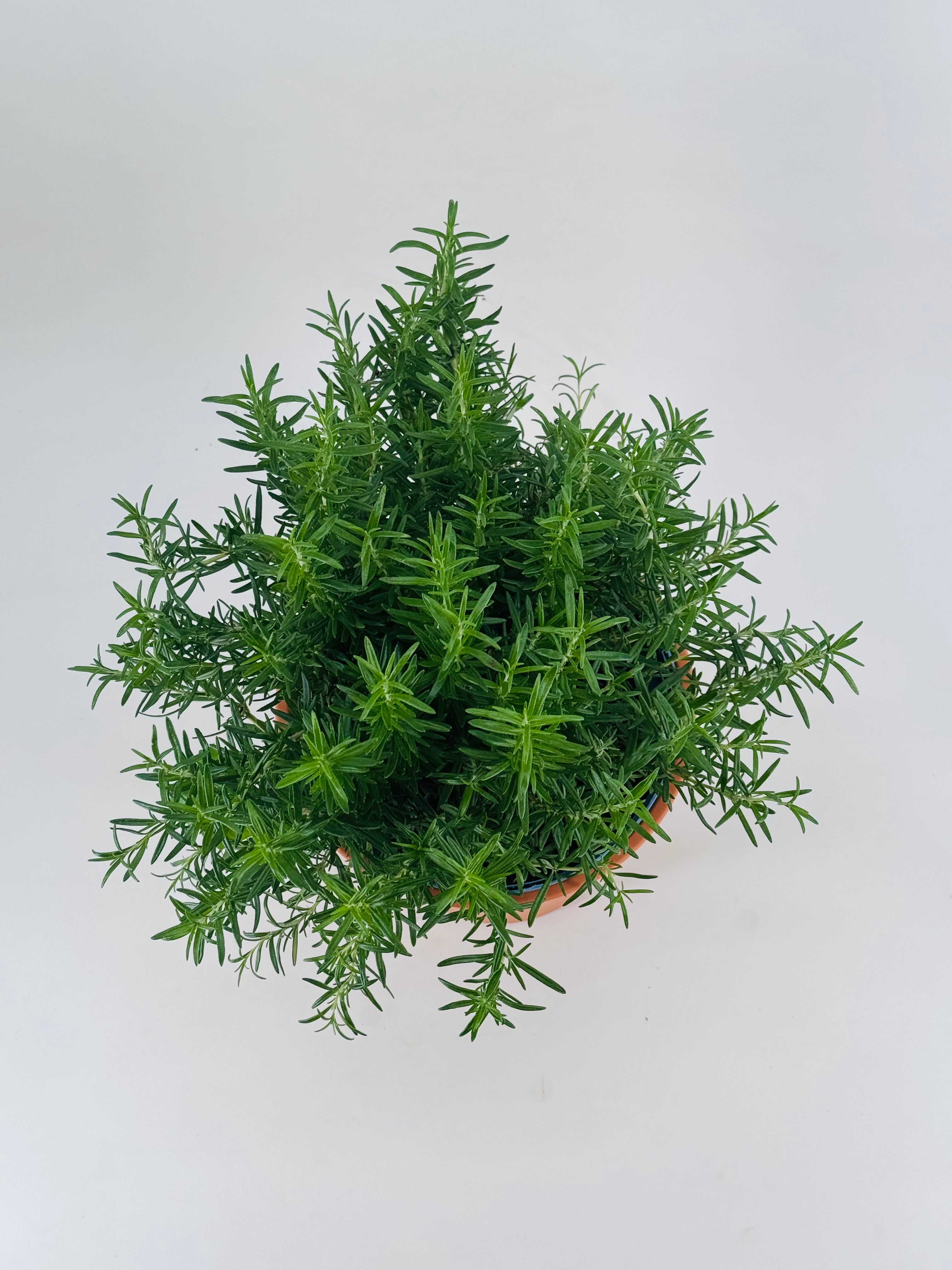 ROSMARINUS OFFICINALIS 5L