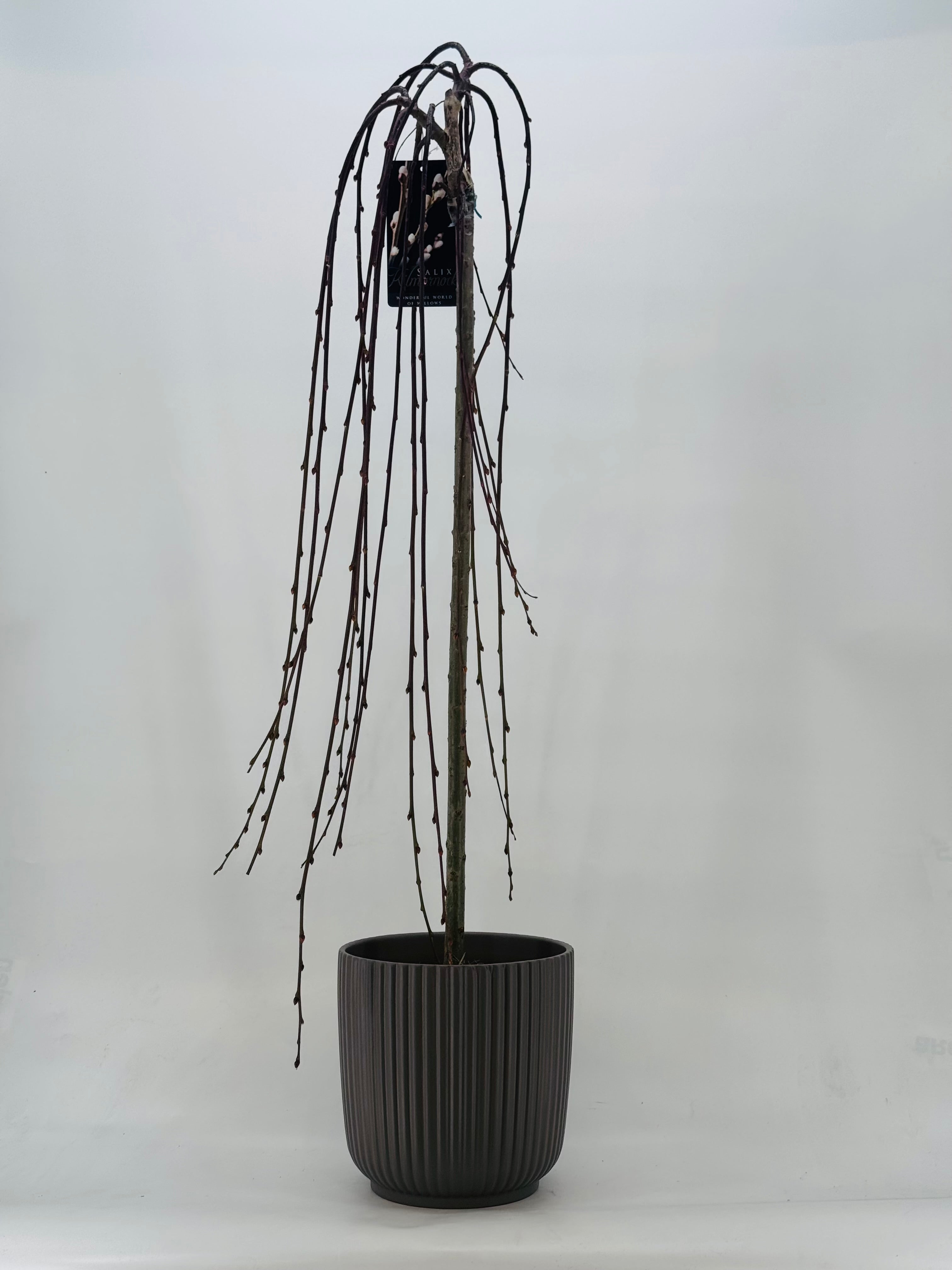 SALIX CAPREA C25/10L