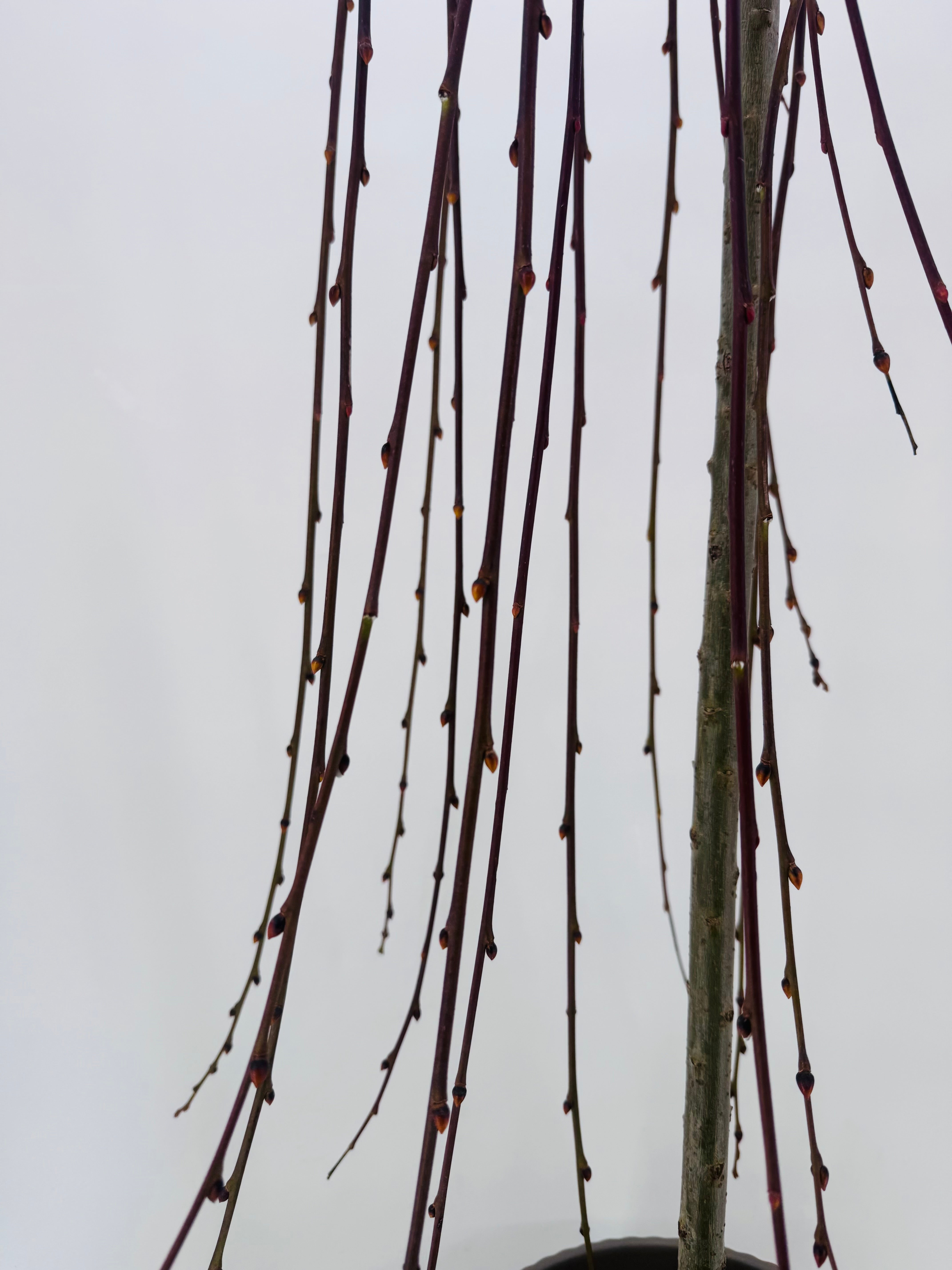 SALIX CAPREA C25/10L