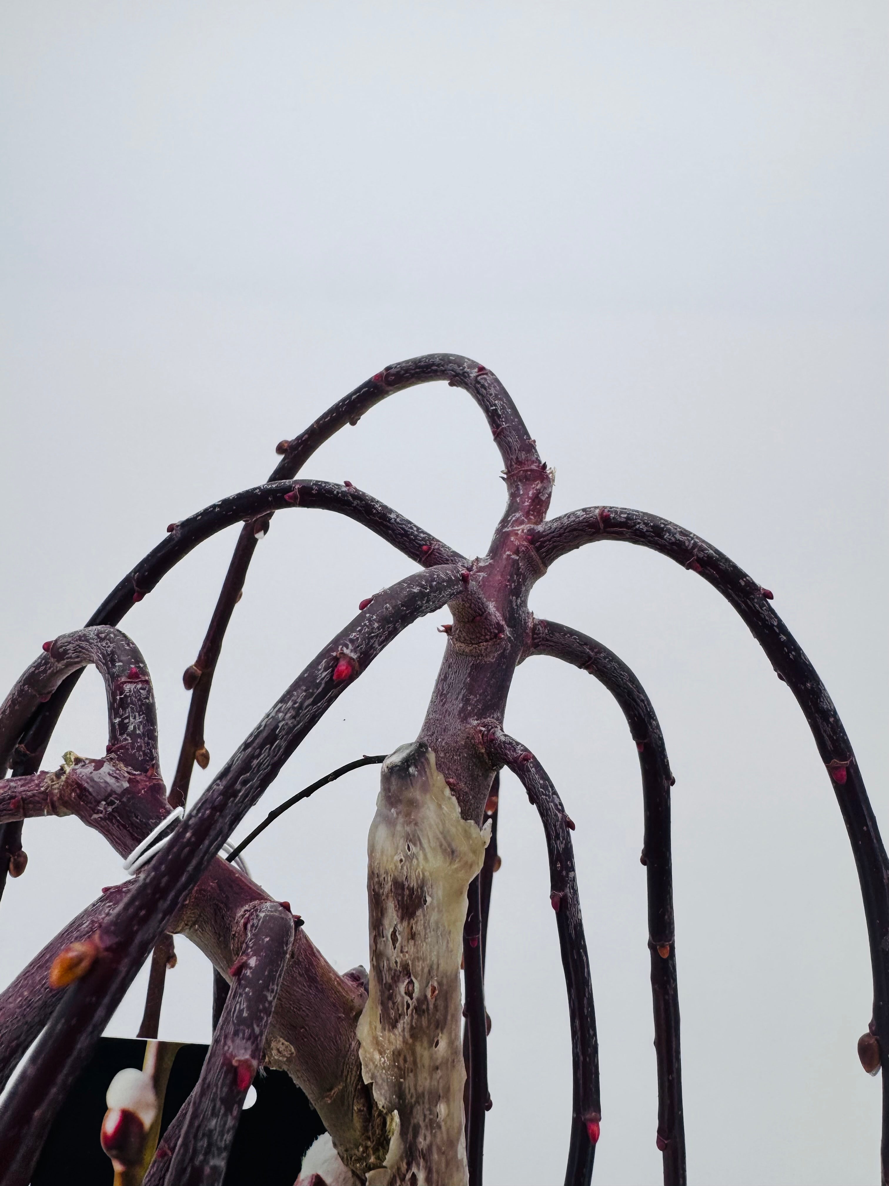SALIX CAPREA C25/10L