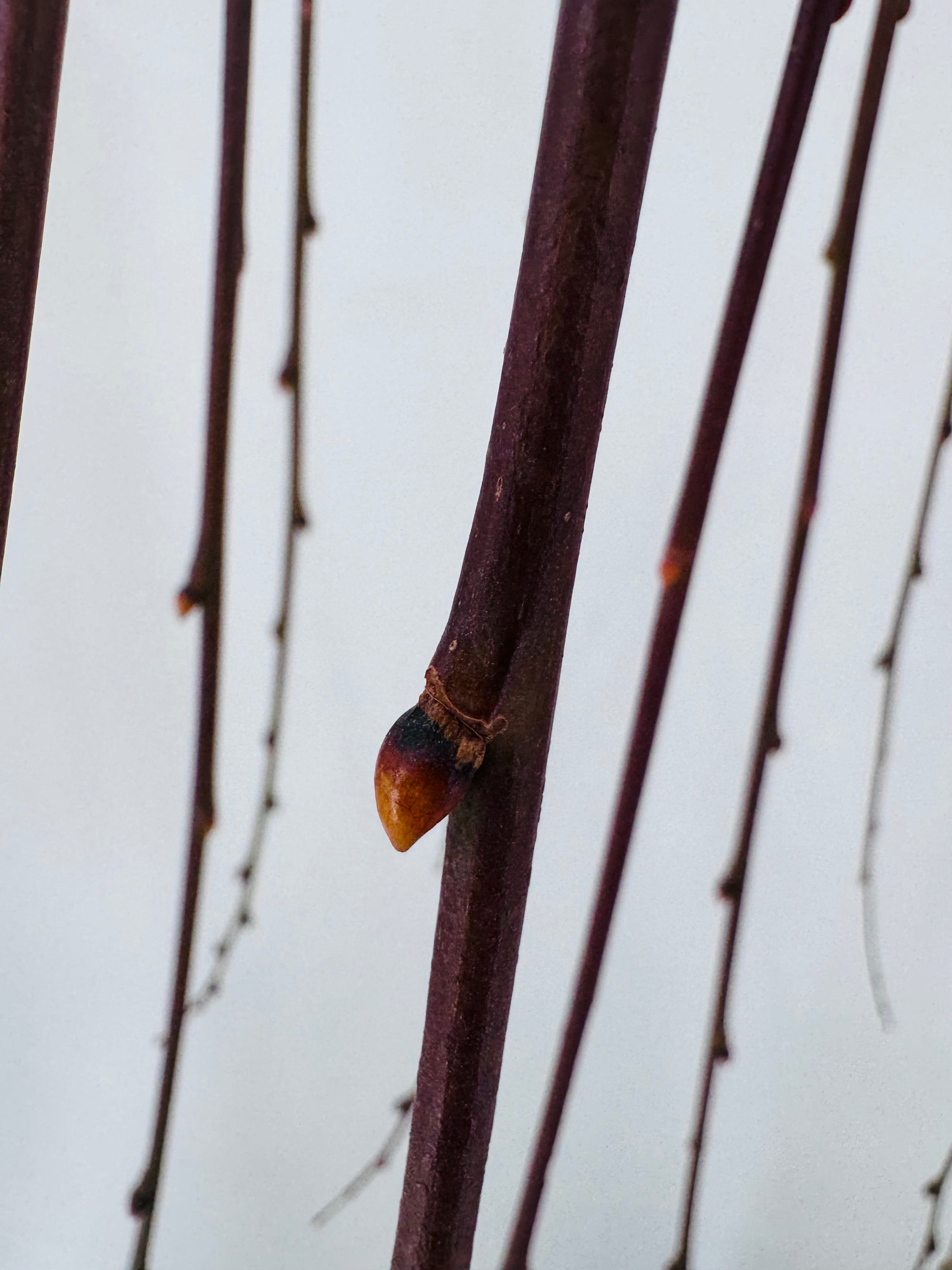 SALIX CAPREA C25/10L