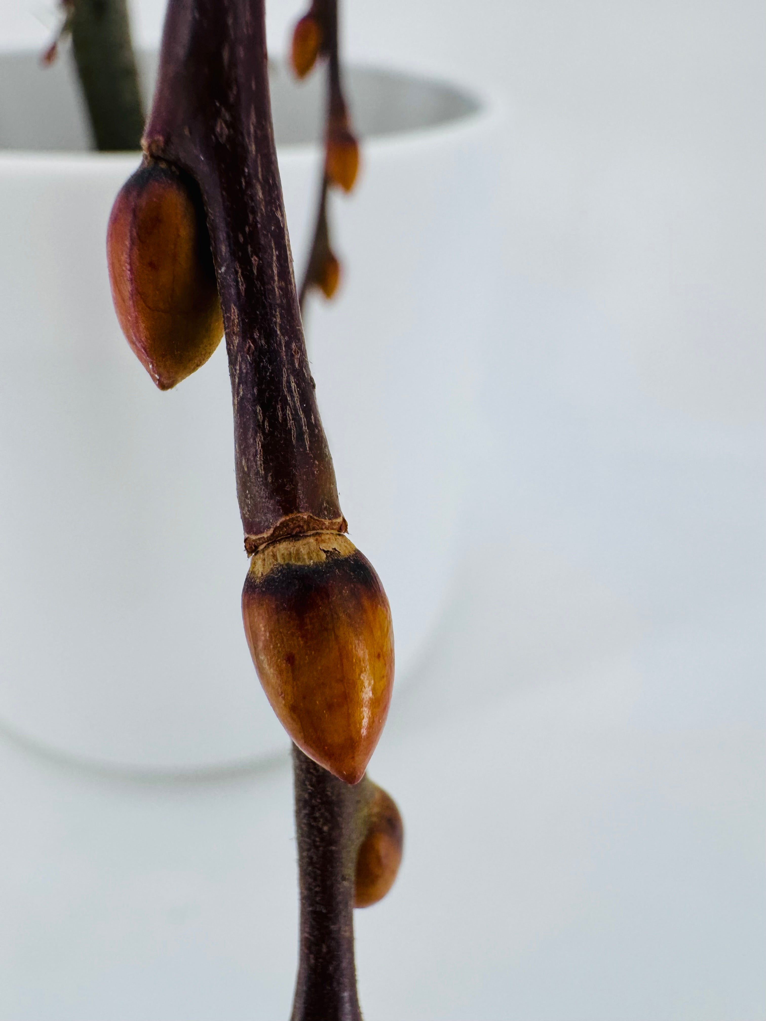 SALIX CAPREA M17