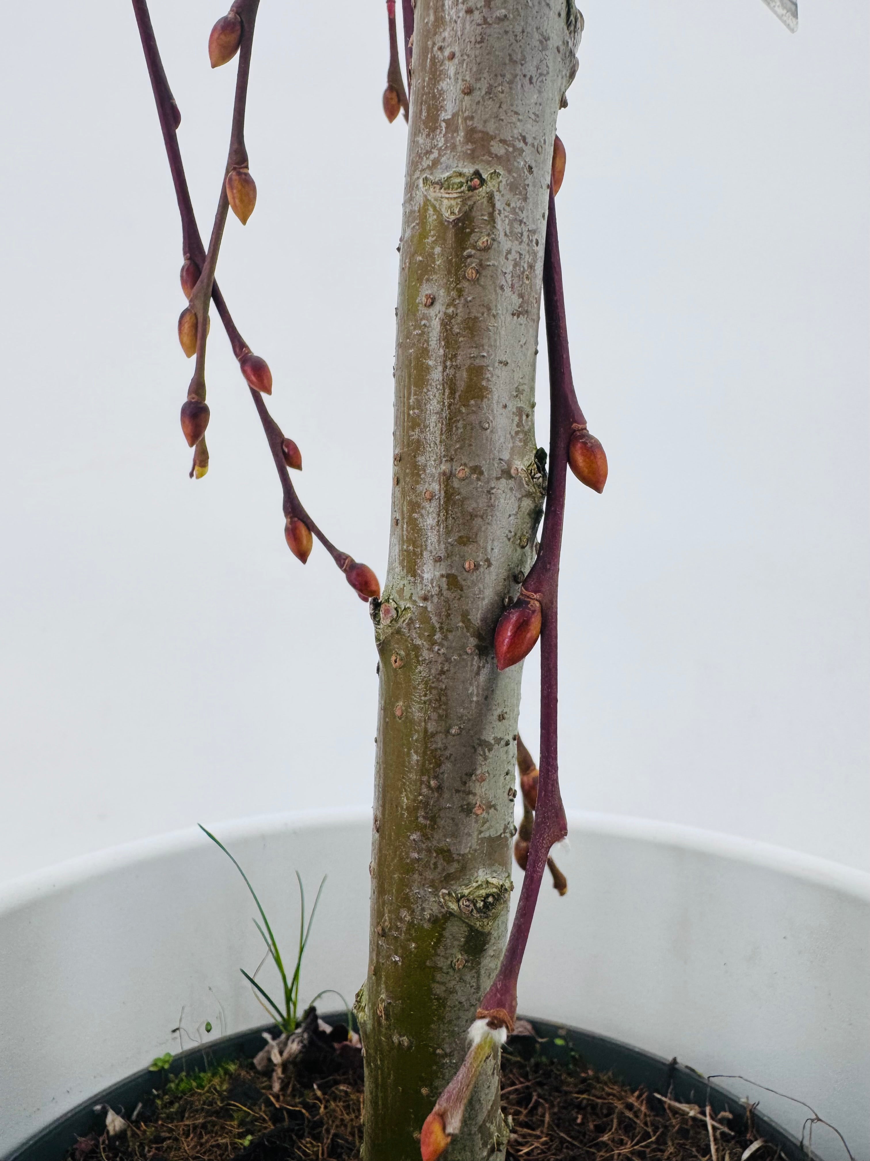 SALIX CAPREA M17