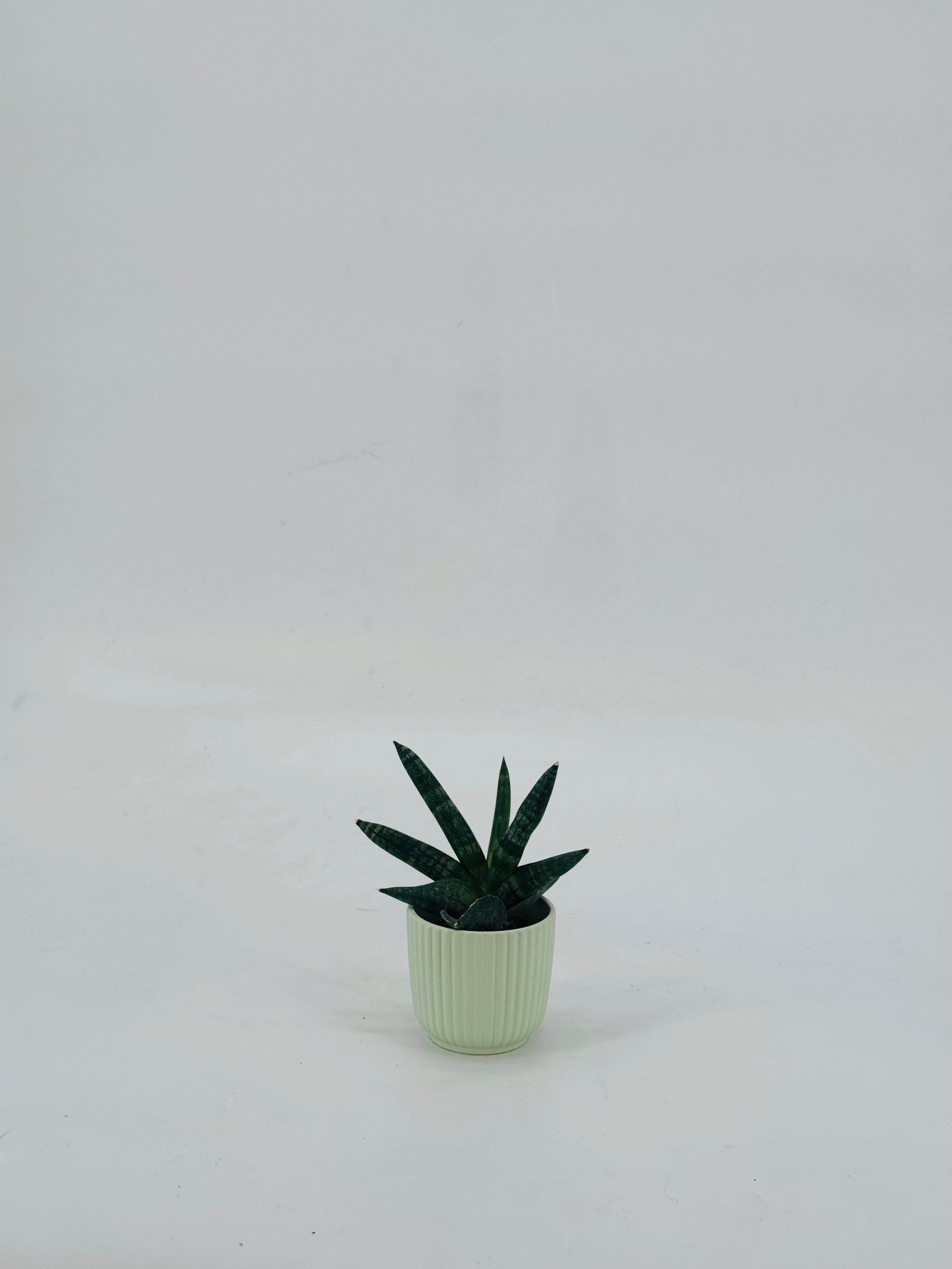 SANSEVIERIA BONCEL M6