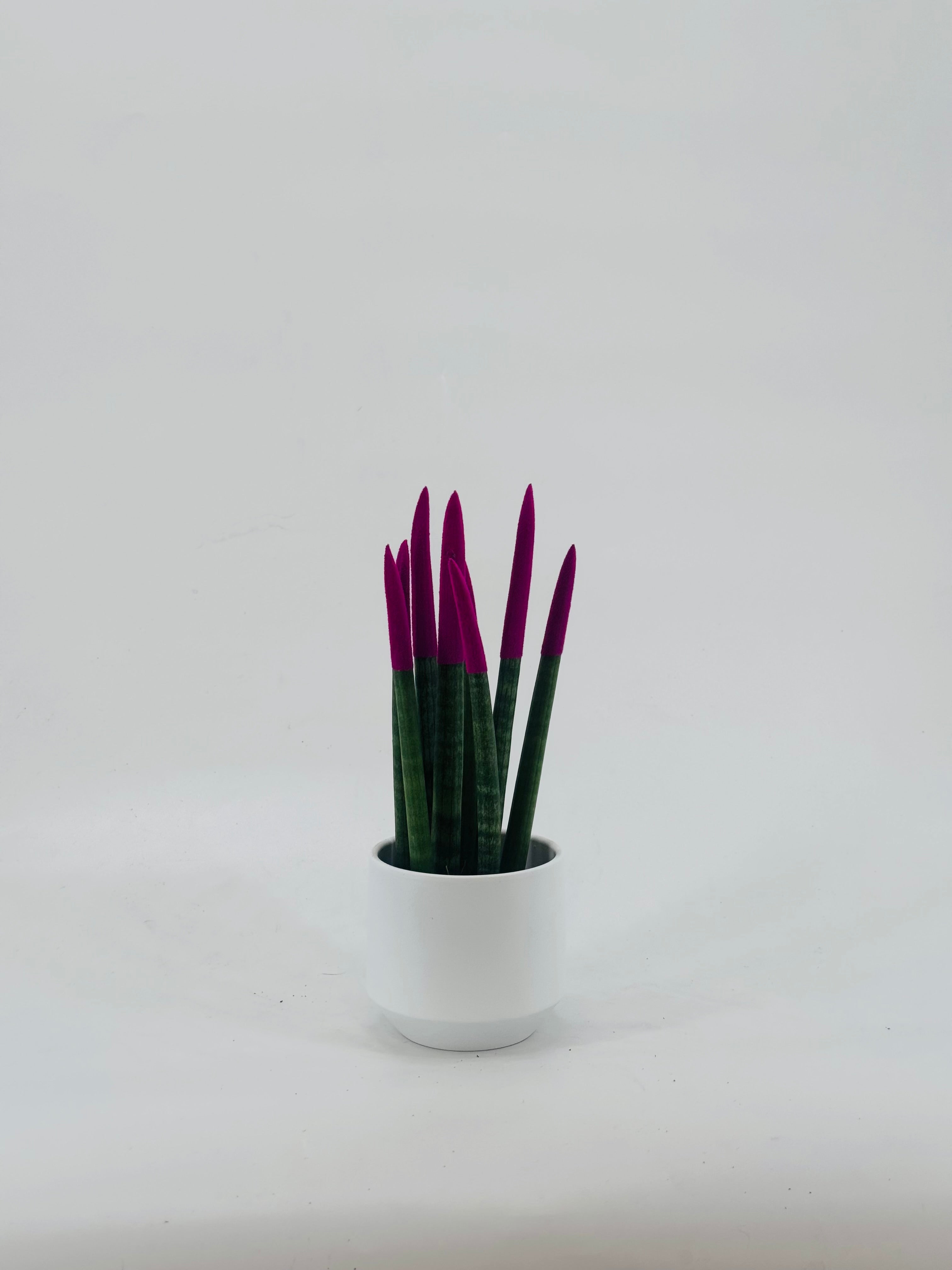 SANSEVIERIA CYL. SPAG VELVET M8.5