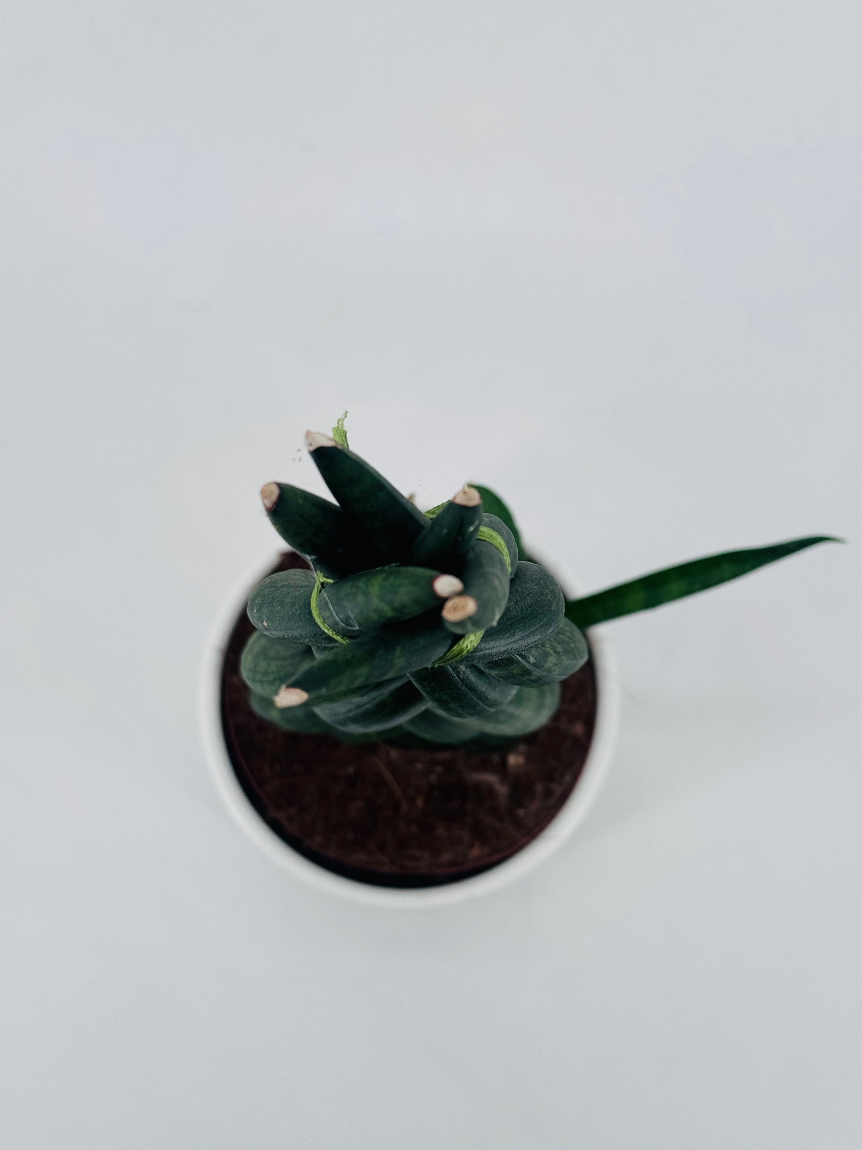 SANSEVIERIA CYLINDRICA M12