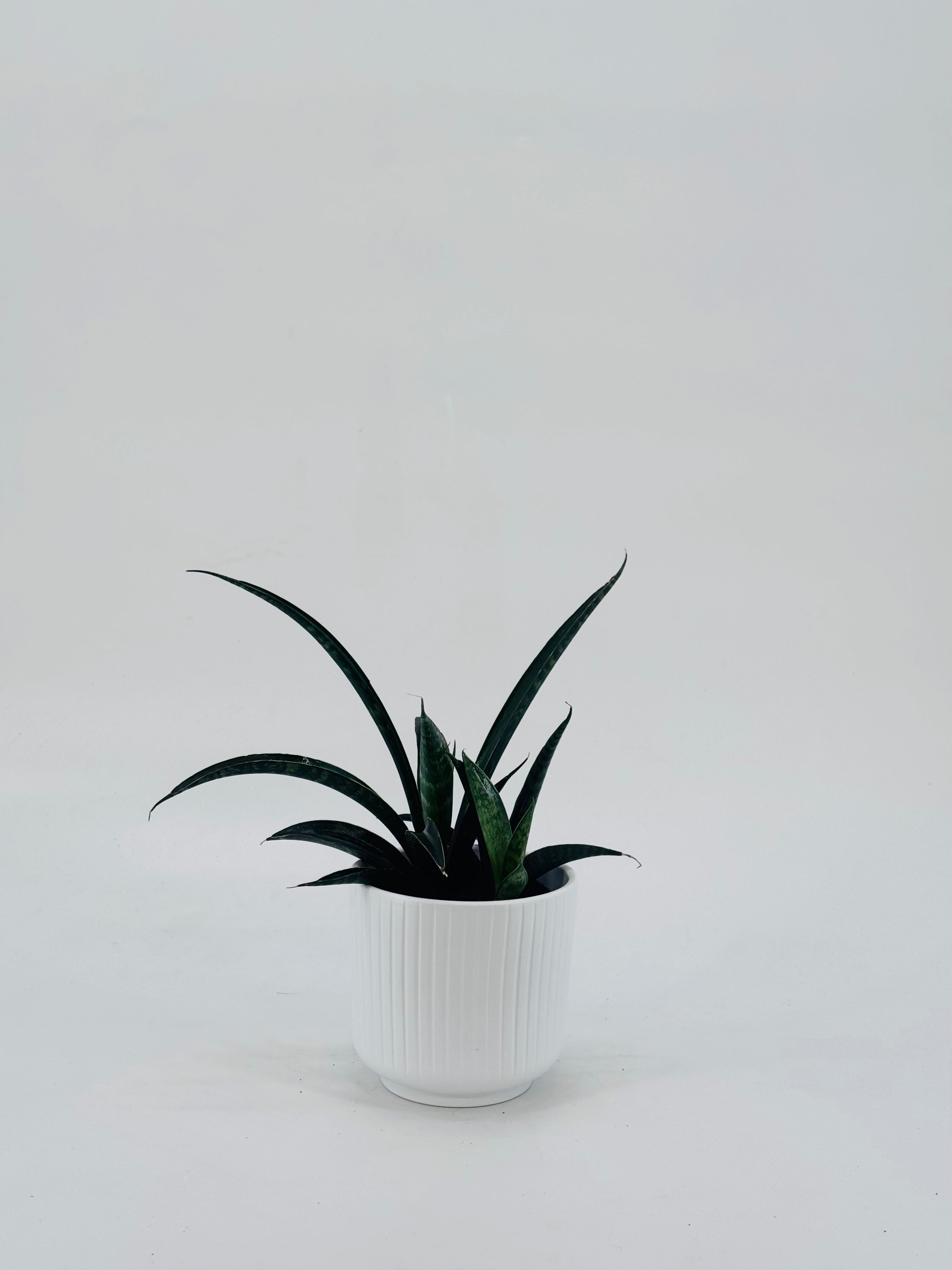 SANSEVIERIA CYLINDRICA ROCKET M6
