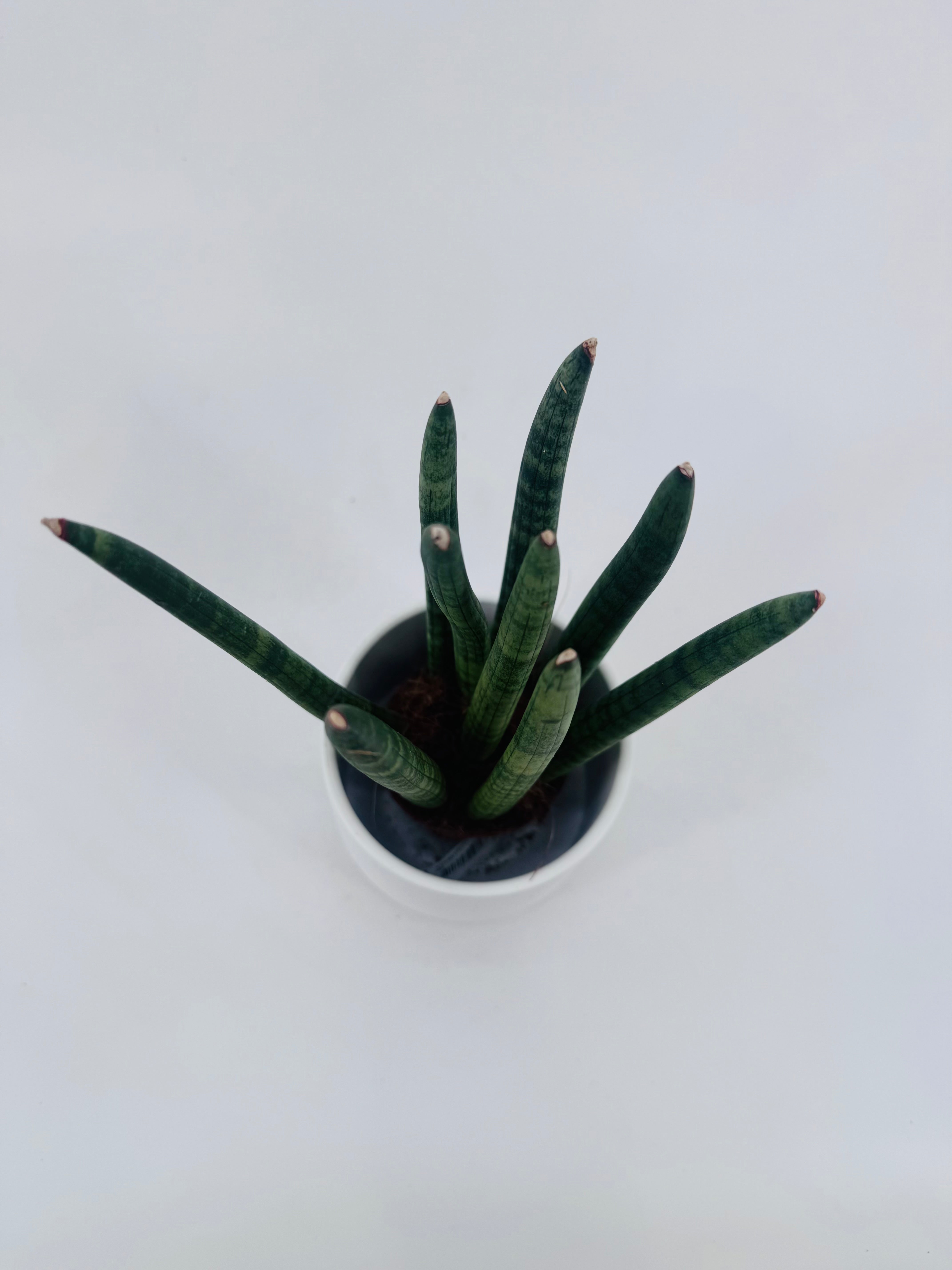 SANSEVIERIA CYL STRAIGHT M8