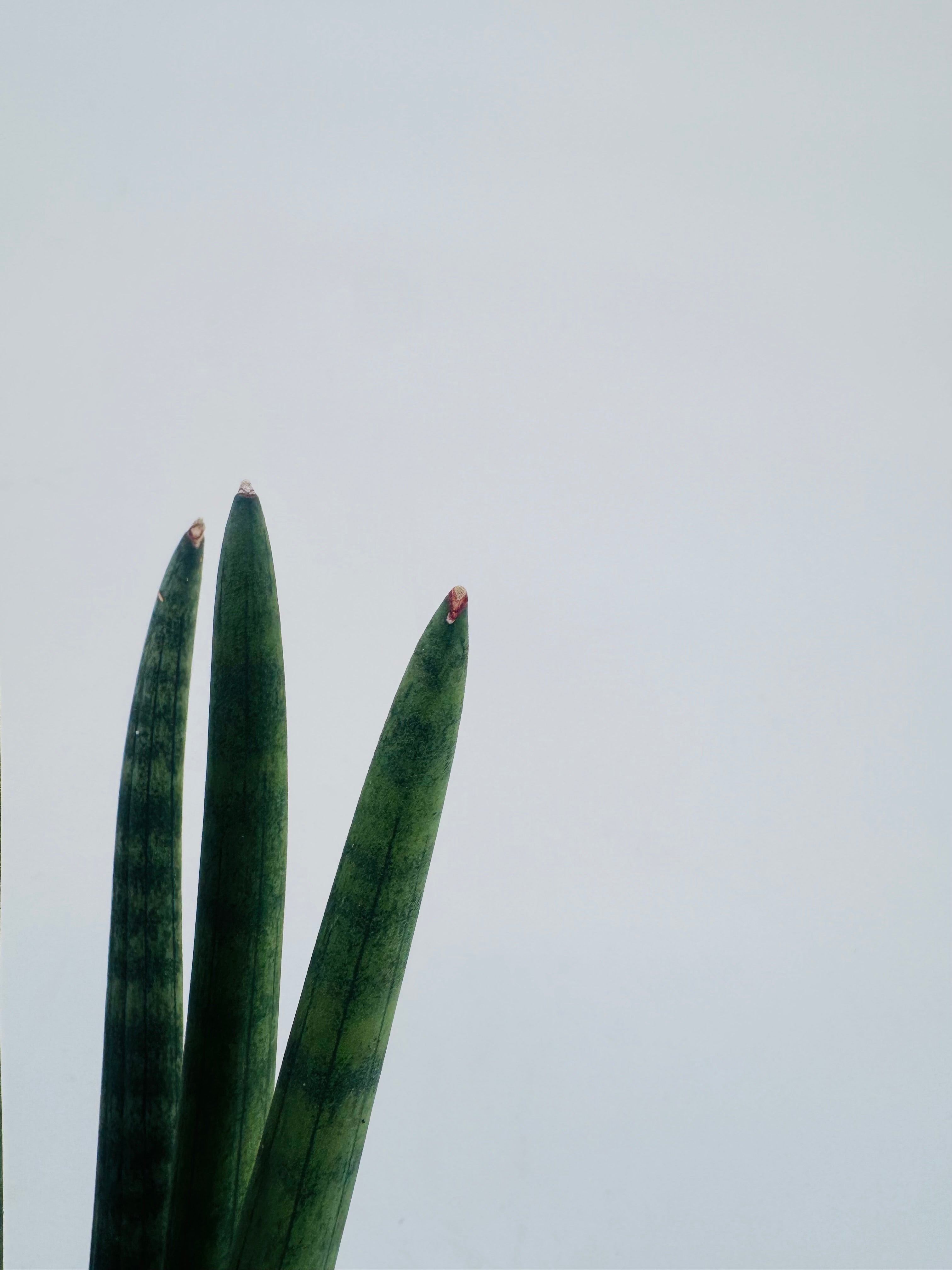 SANSEVIERIA CYL STRAIGHT M8