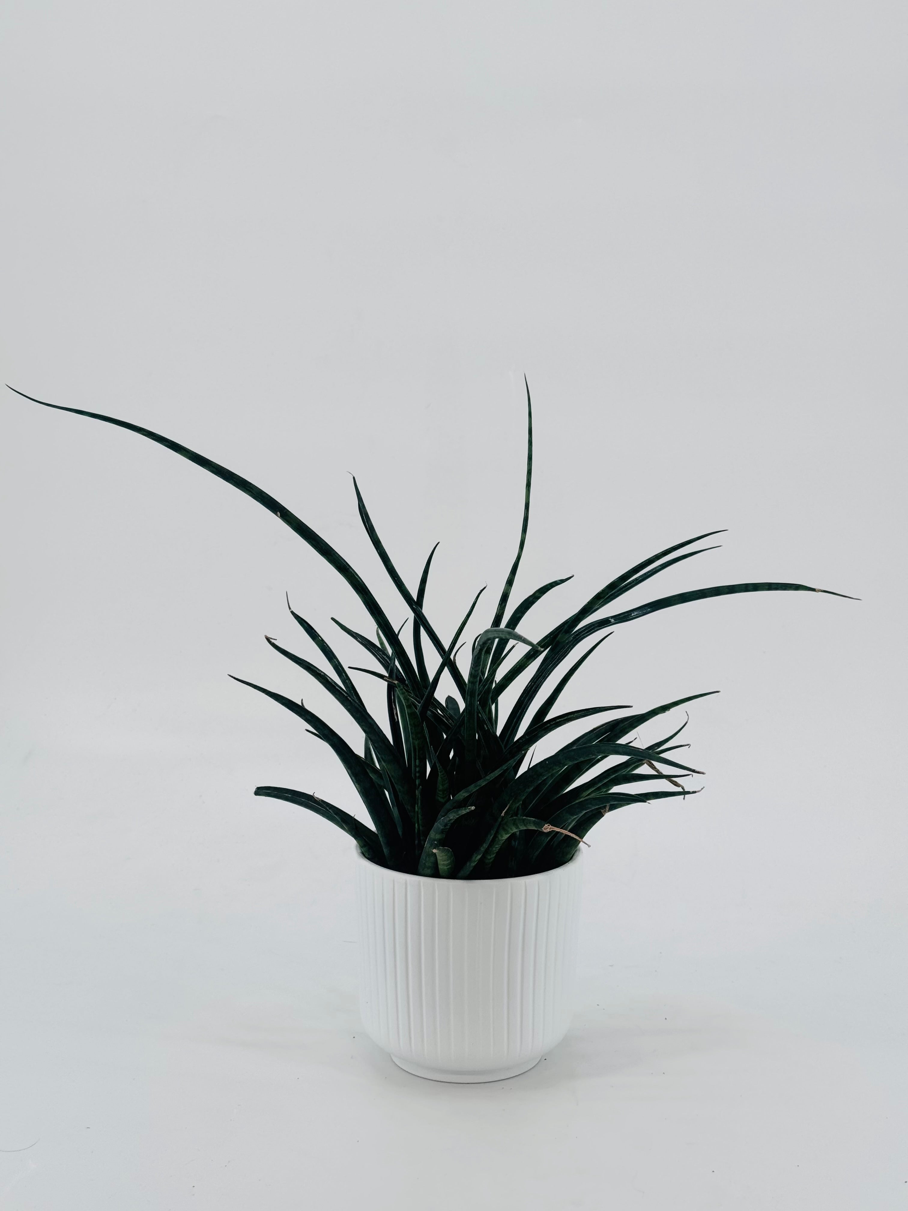 SANSEVIERIA FERNWOOD PUNK M10
