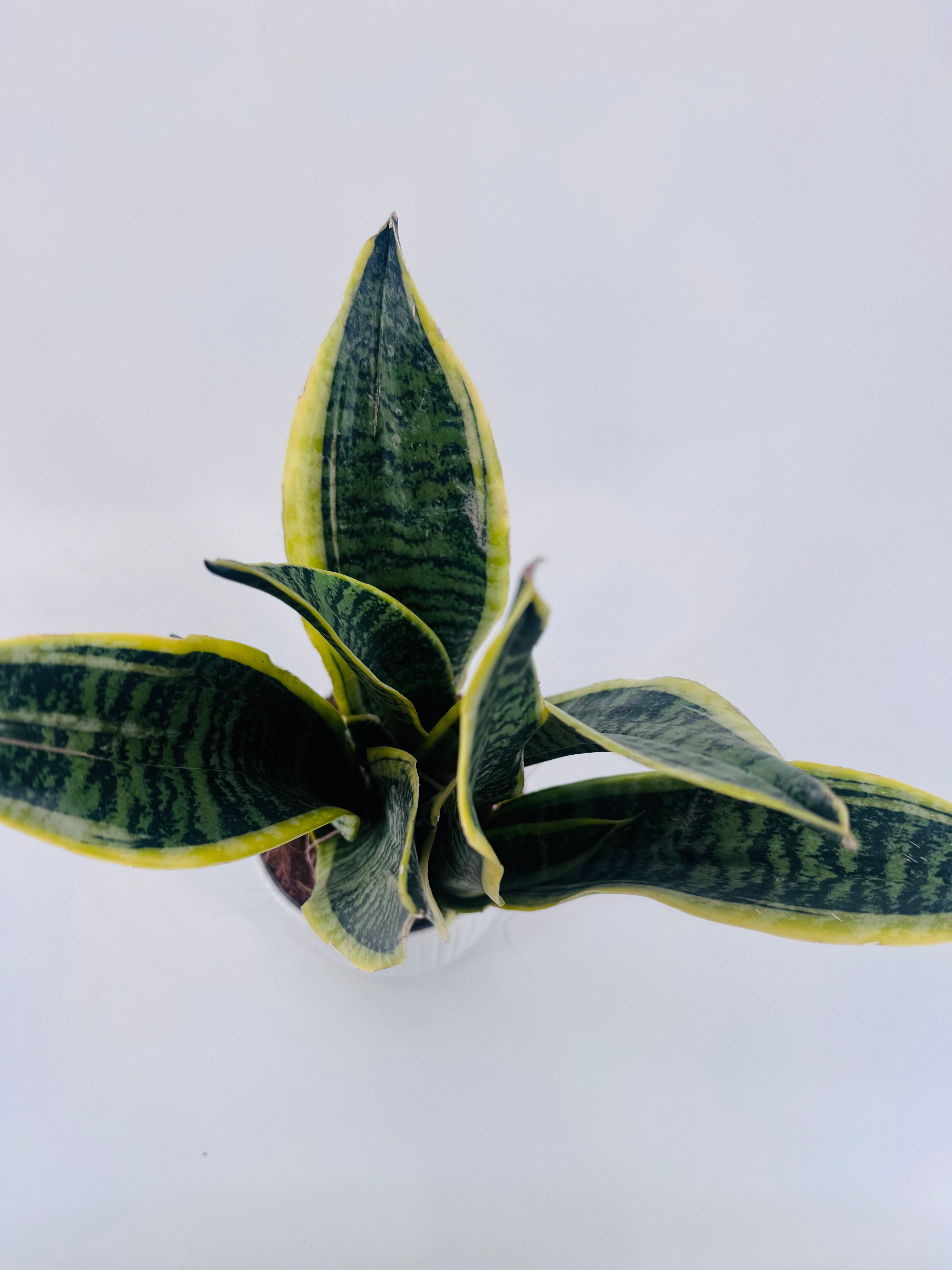 SANSEVIERIA FUTURA C14