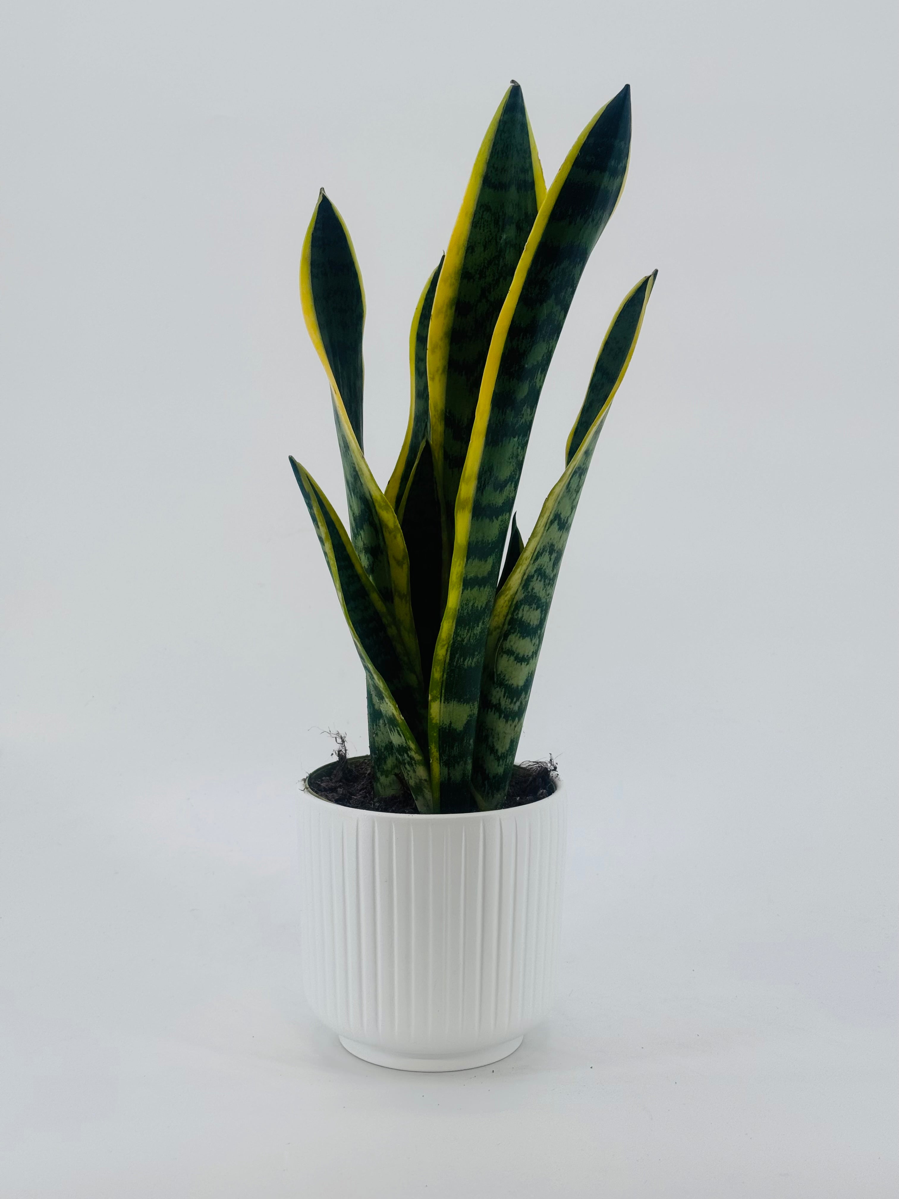 Sansevieria