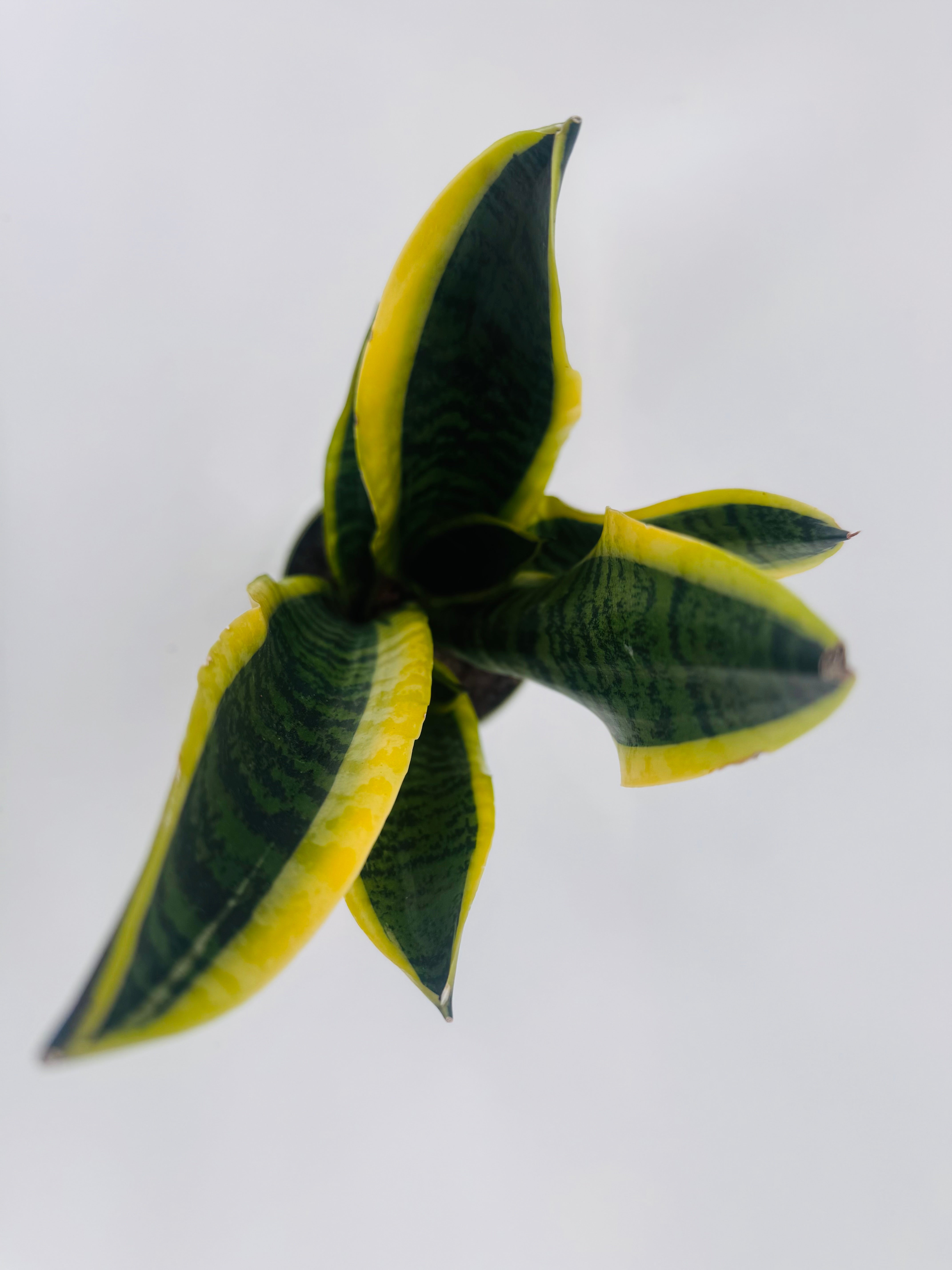 SANSEVIERIA LAURENTII C14