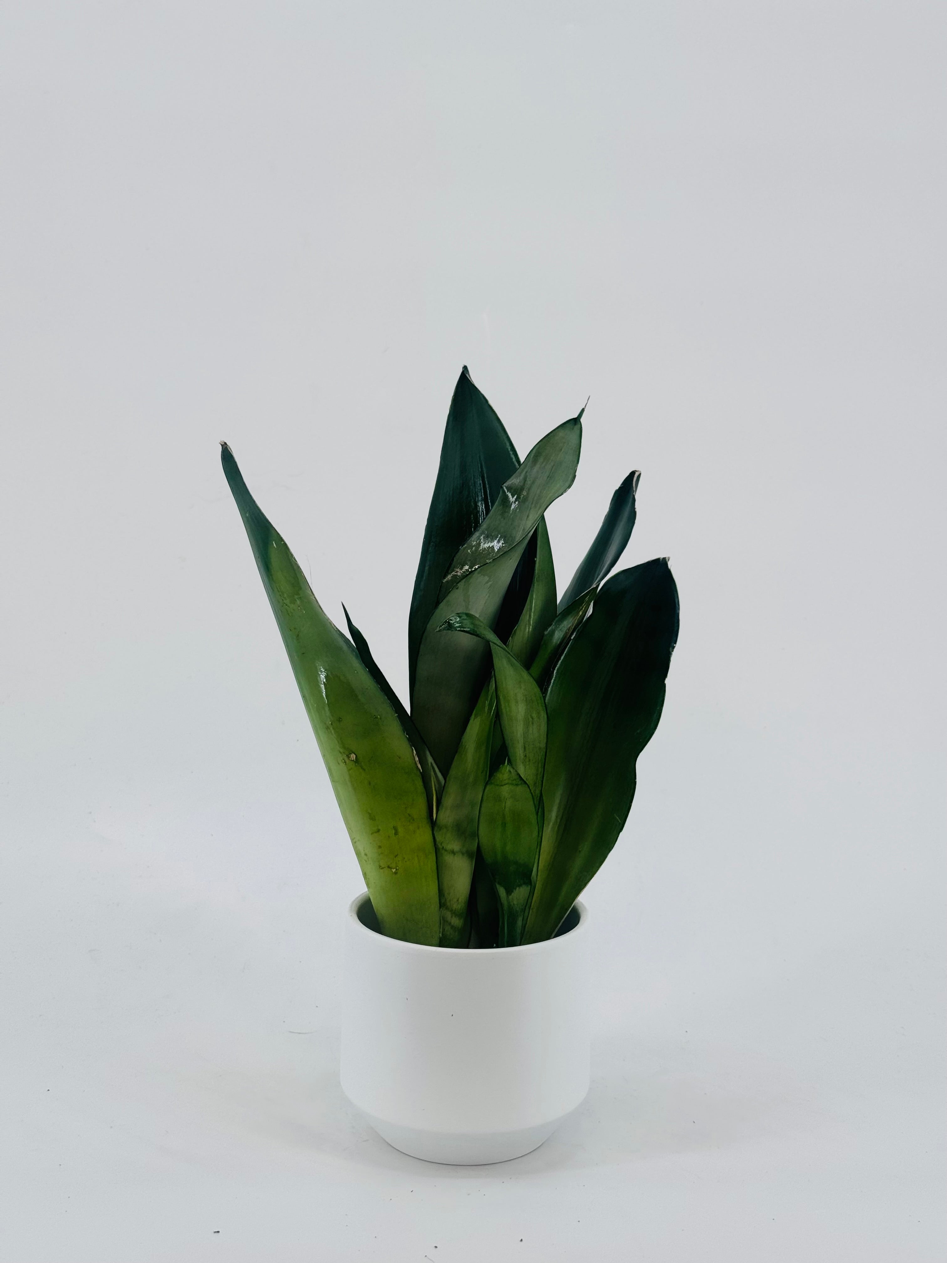 SANSEVIERIA TRI. MOONSHINE M9