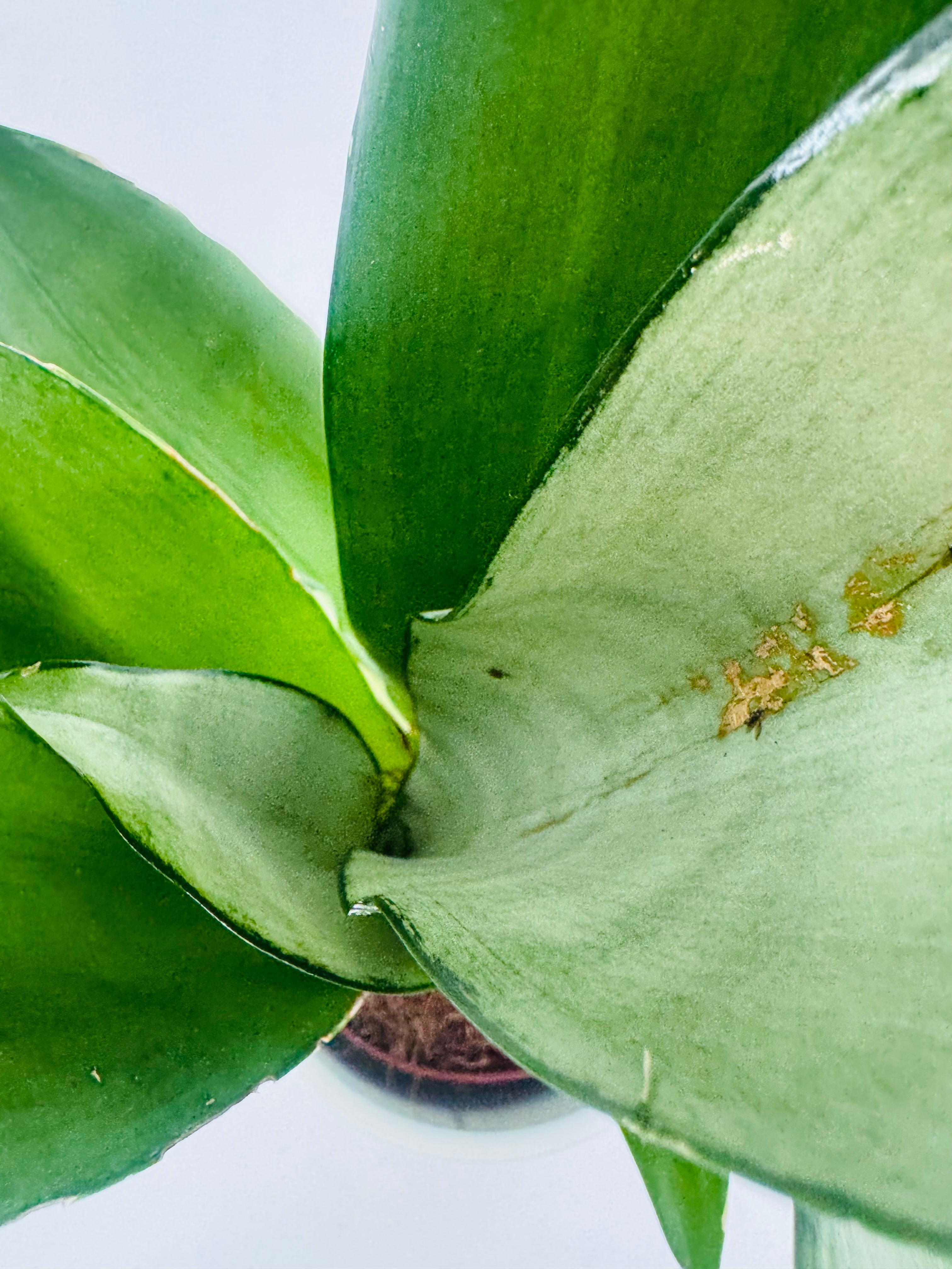 SANSEVIERIA TRI. MOONSHINE M9