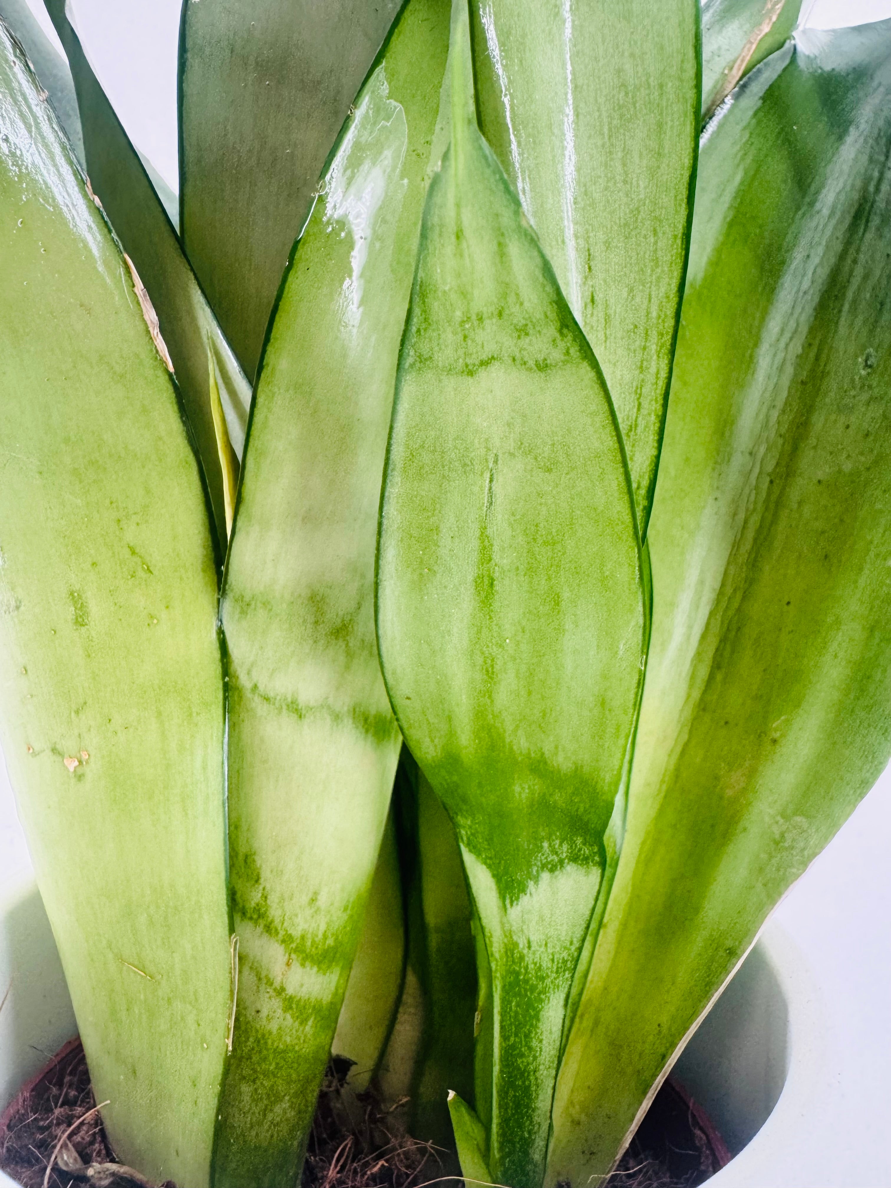 SANSEVIERIA TRI. MOONSHINE M9