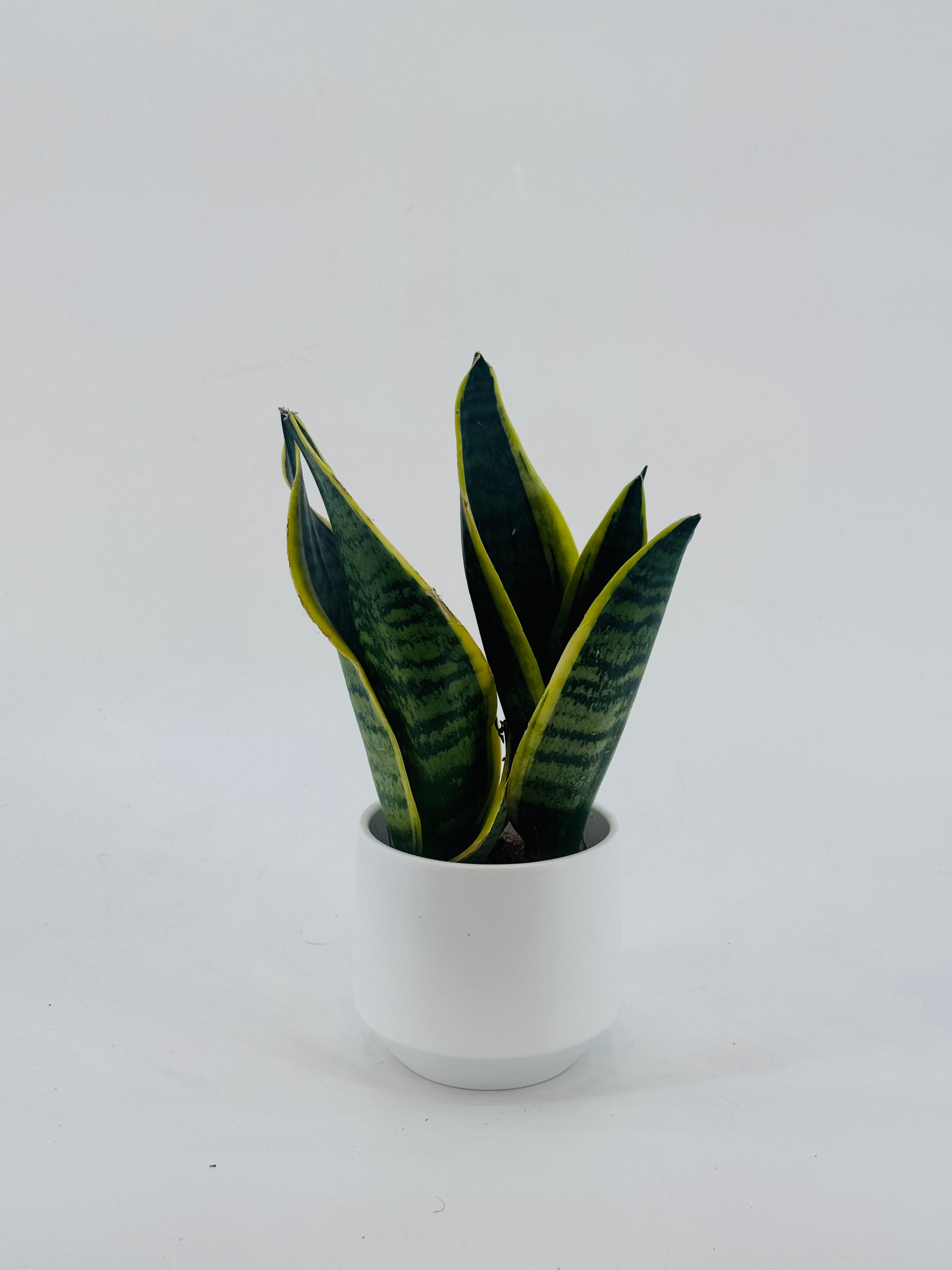 SANSEVIERIA TRIF. LAURENTII M9