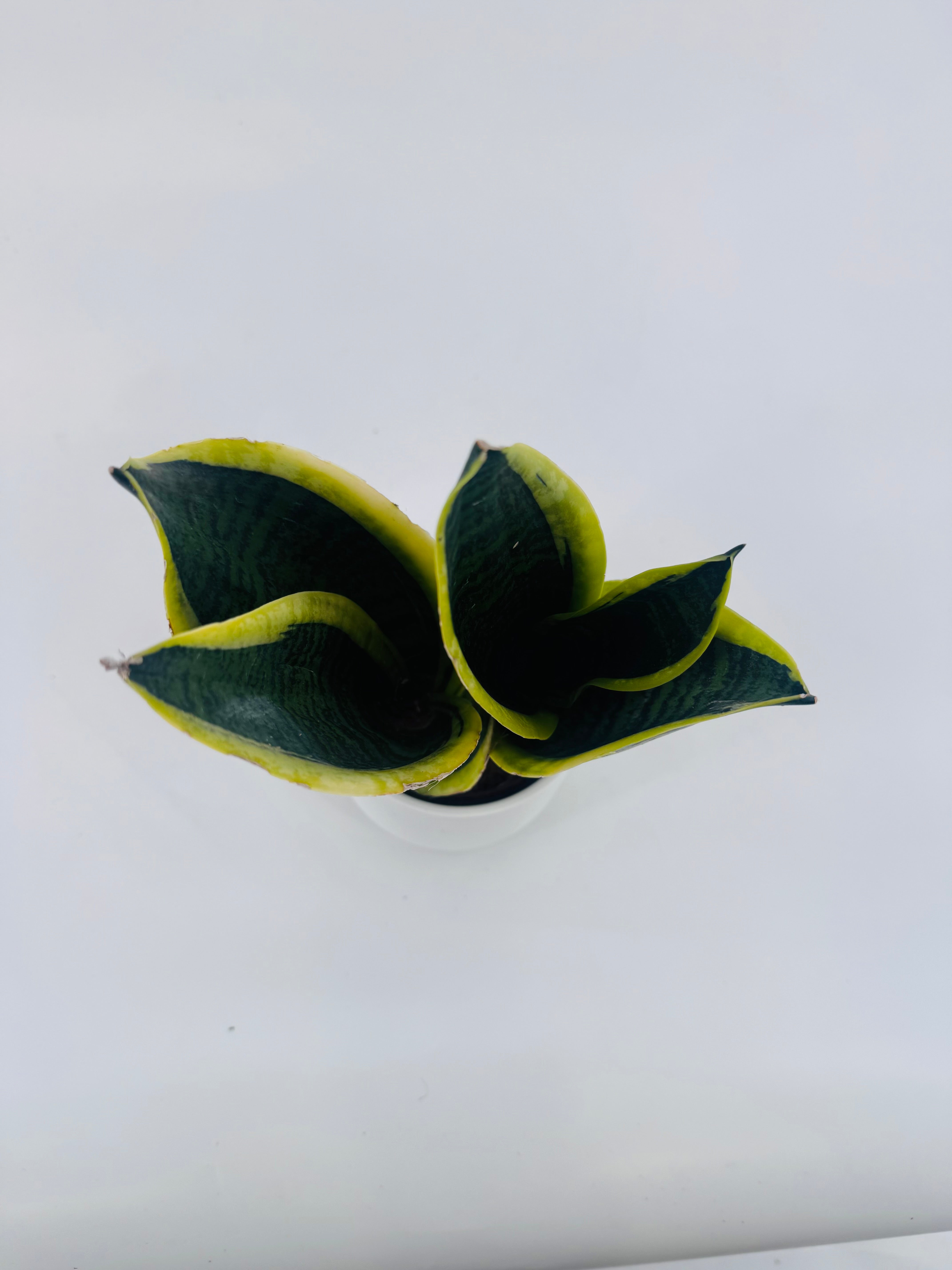 SANSEVIERIA TRIF. LAURENTII M9