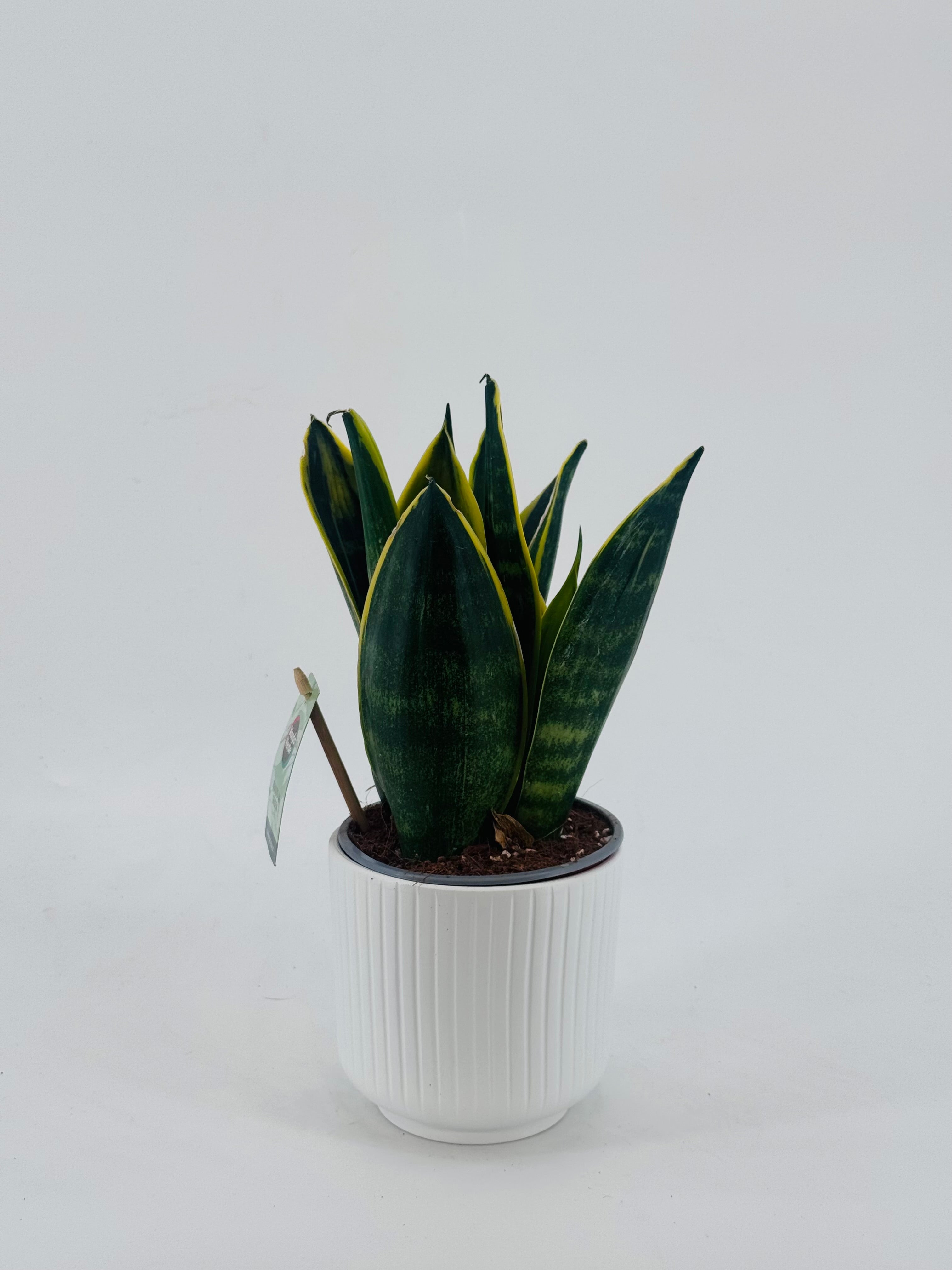 SANSEVIERIA TRIF FUTURA SUPERBA M12
