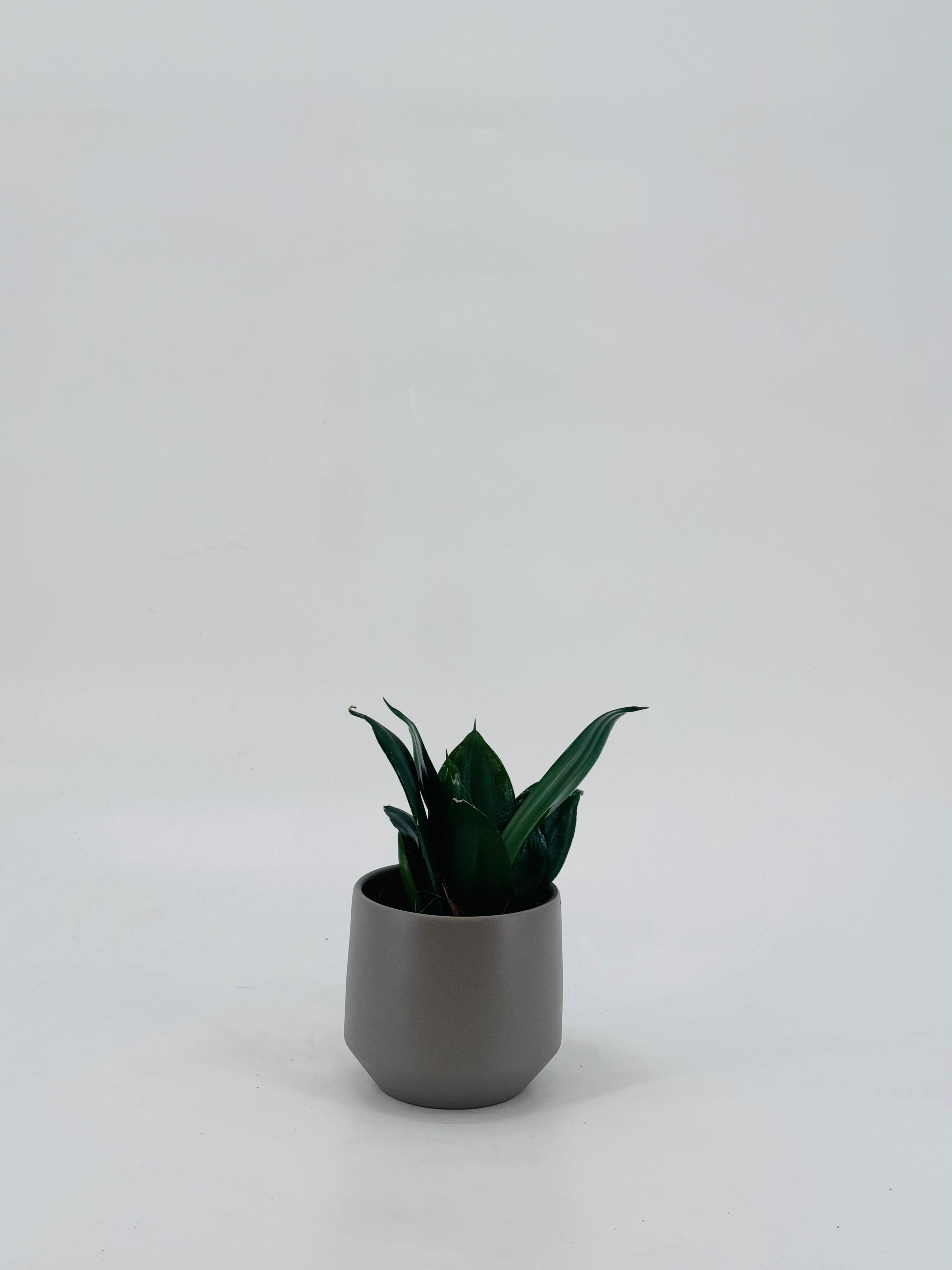 SANSEVIERIA TRIF HAANII MIX M9