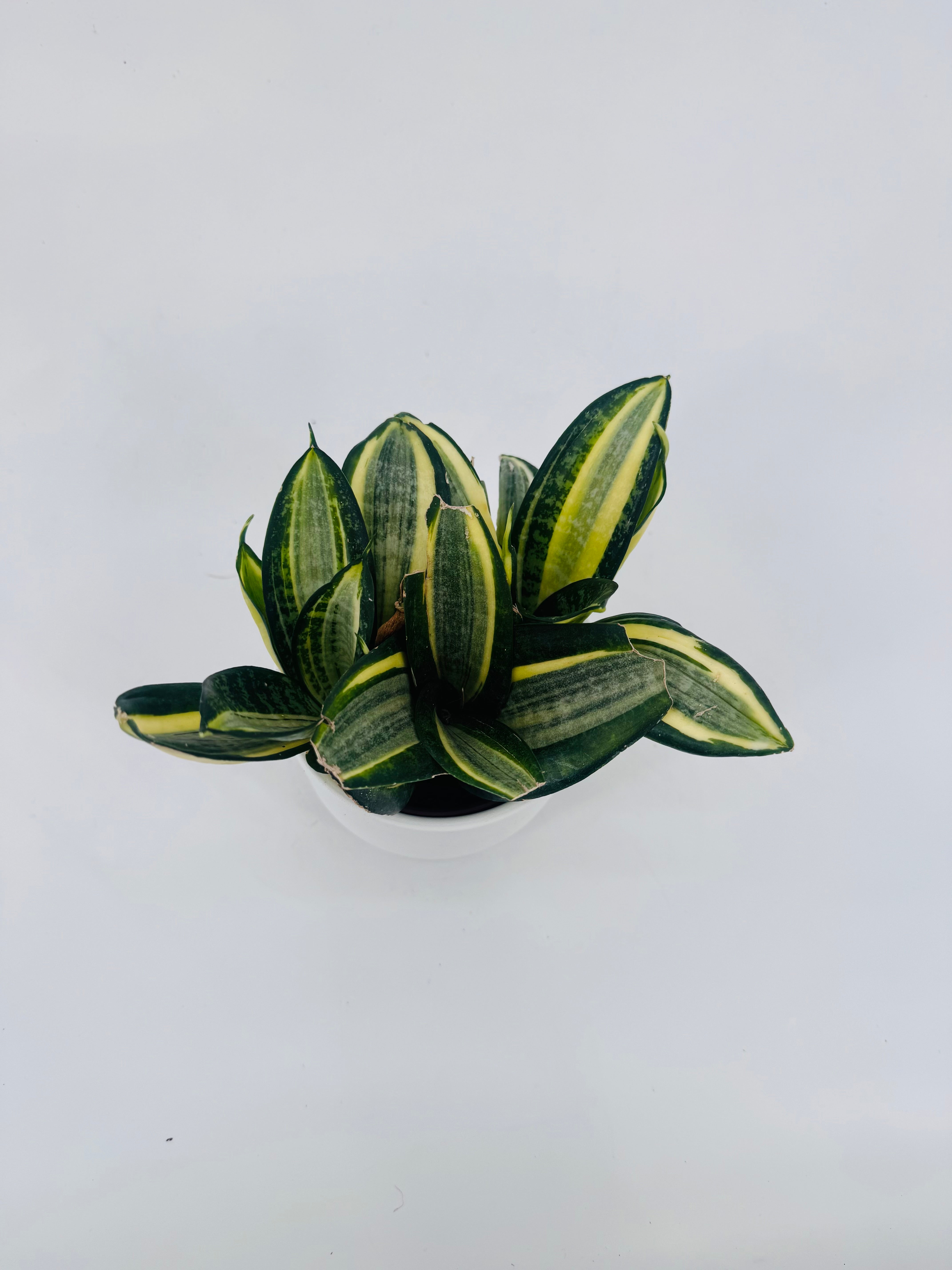 SANSEVIERIA TRIF HAHNII JADE MULTICOLOR M9