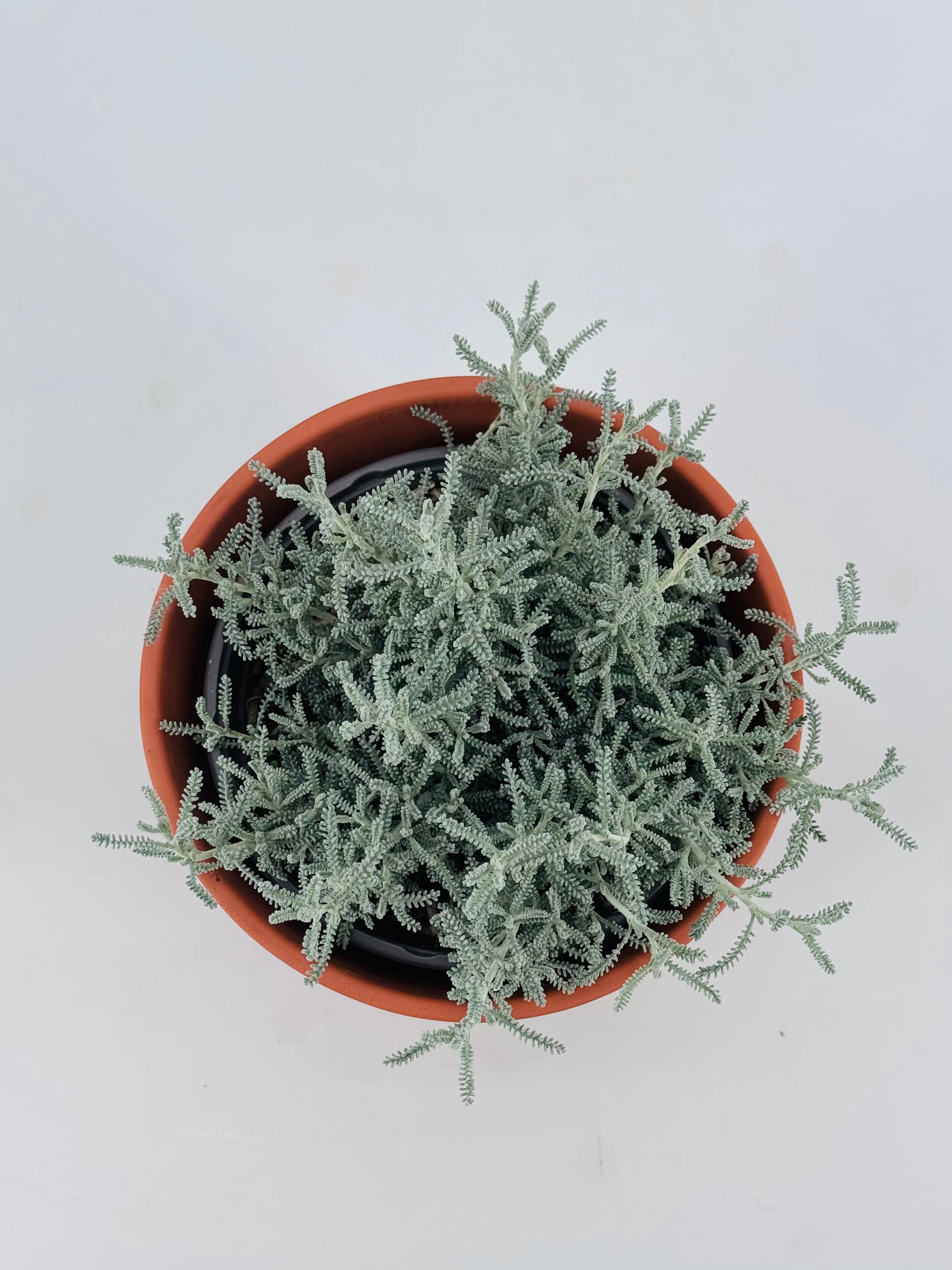SANTOLINA CHAMAECYPARISSUS M16