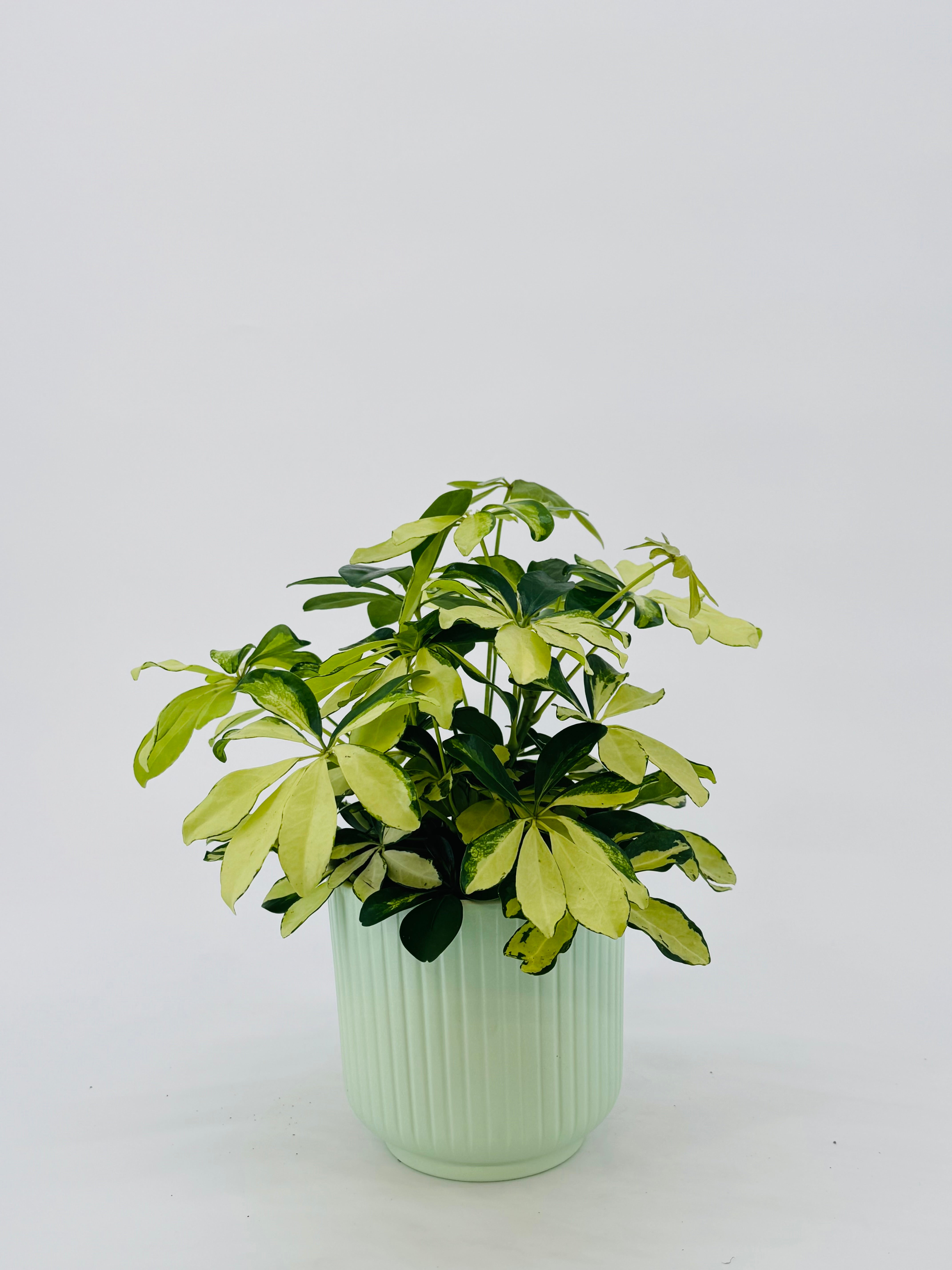 SCHEFFLERA ARB MIX M13