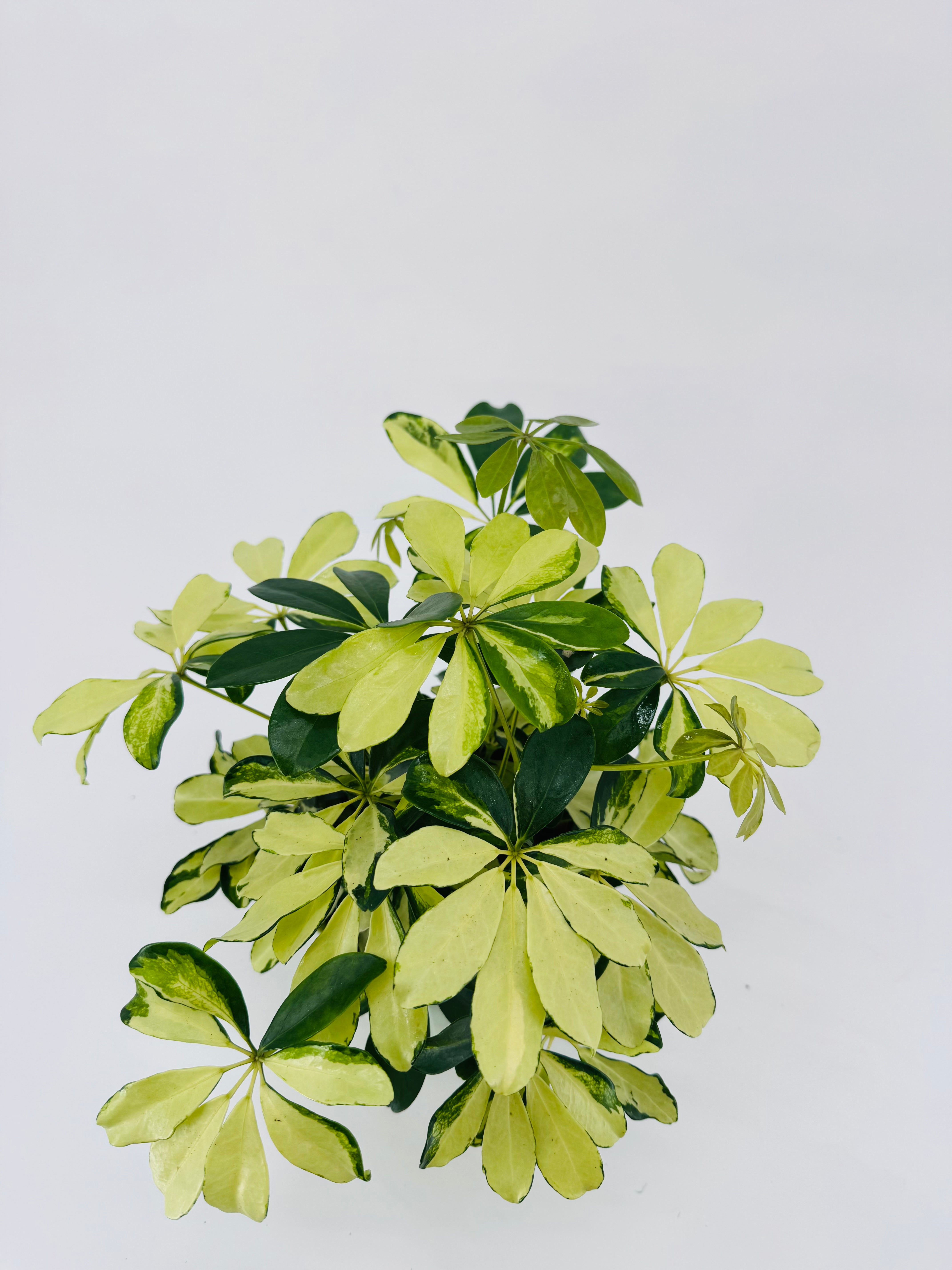 SCHEFFLERA ARB MIX M13