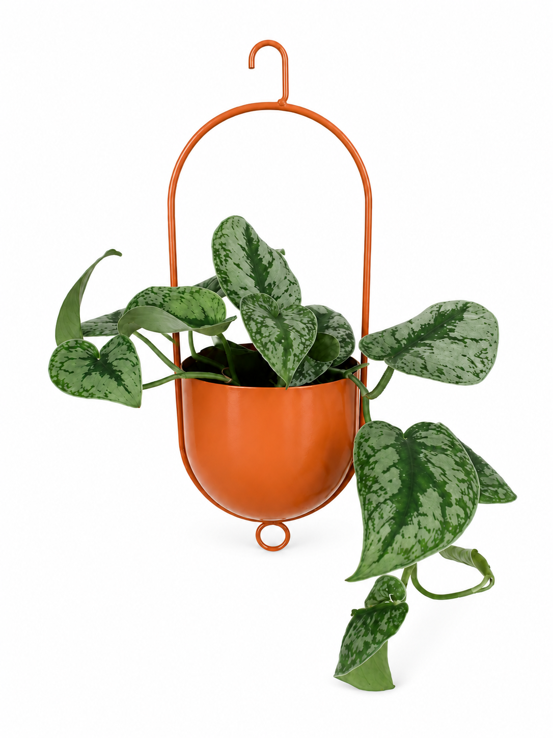 Planta Scindapsus pictus Trebie con hojas verdes y plateadas en maceta colgante de metal color naranja brillante.