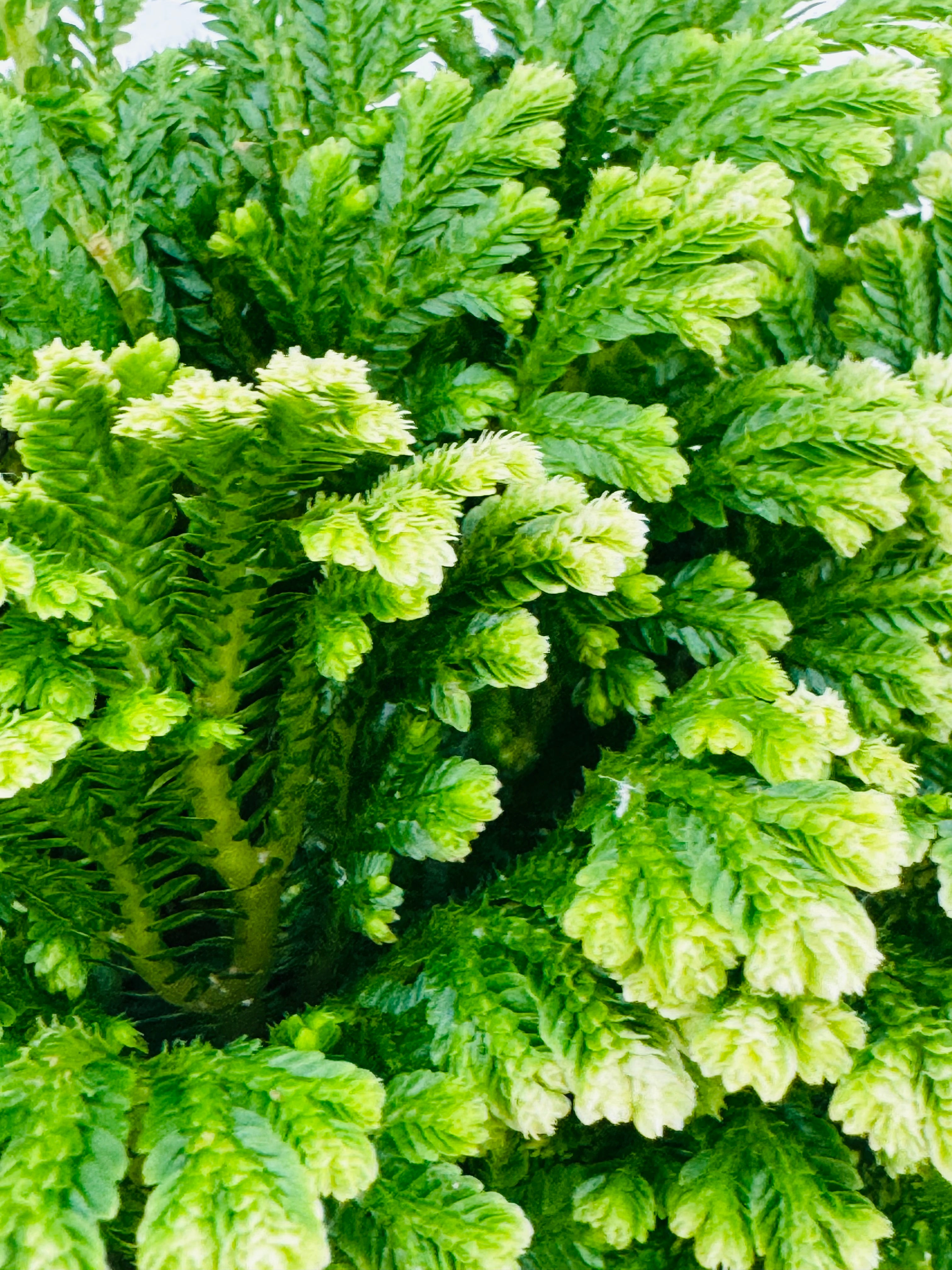 SELAGINELLA JORI M9