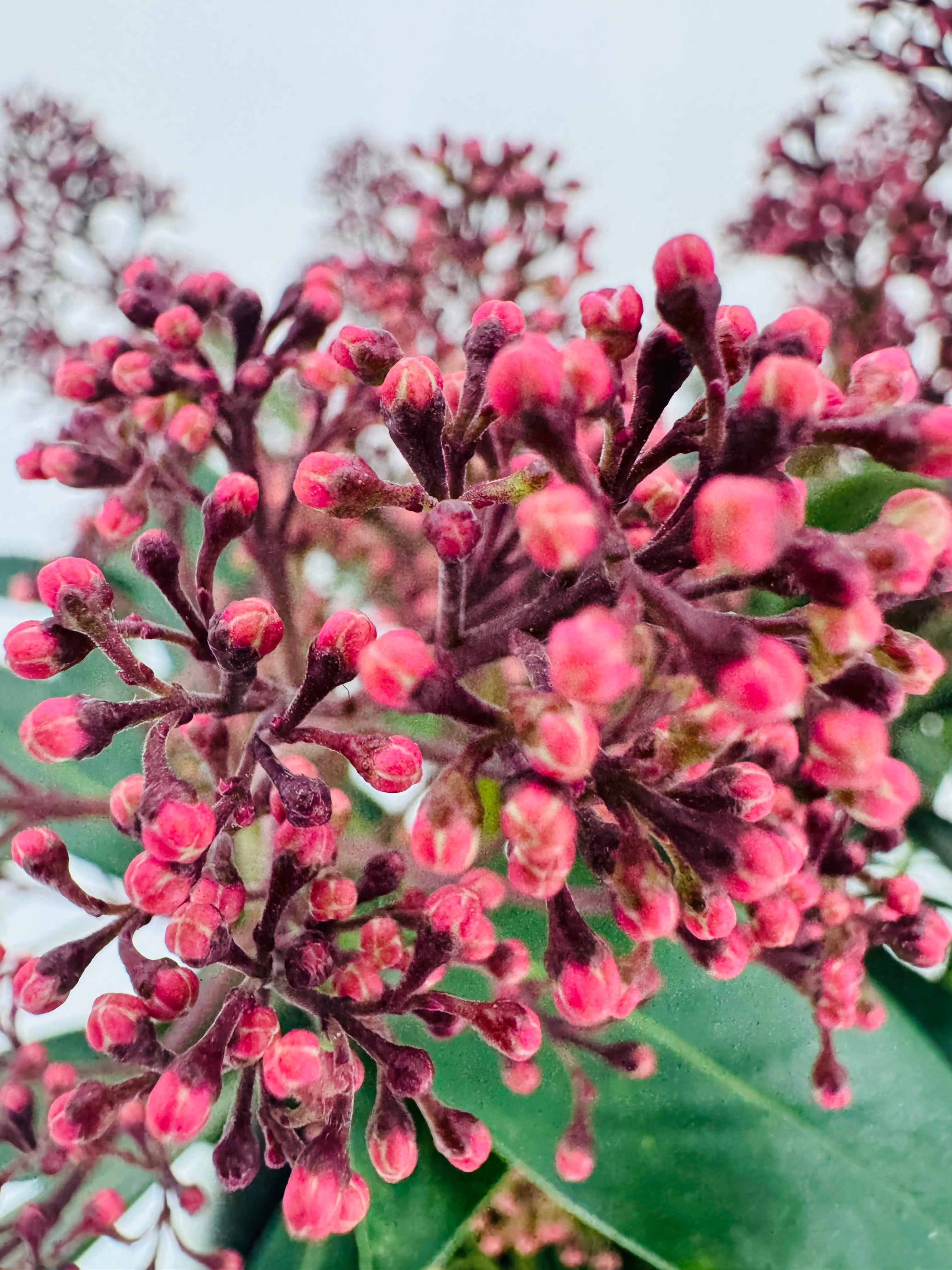 Skimmia japonica 'Rubella' con abundantes capullos florales rojo oscuro y follaje verde brillante.