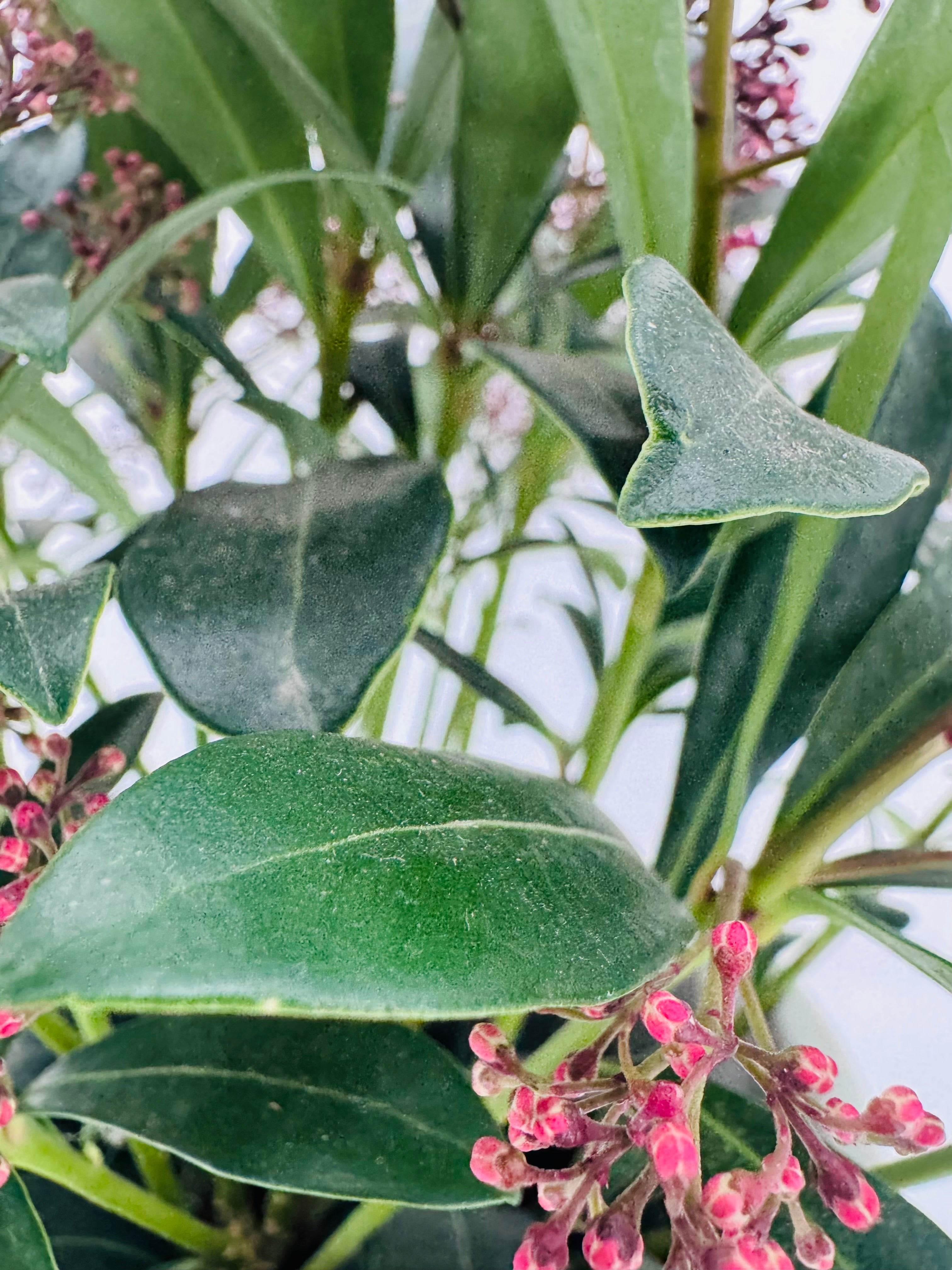 Skimmia japonica 'Rubella' con hojas verdes oscuras y capullos florales rojo oscuro.