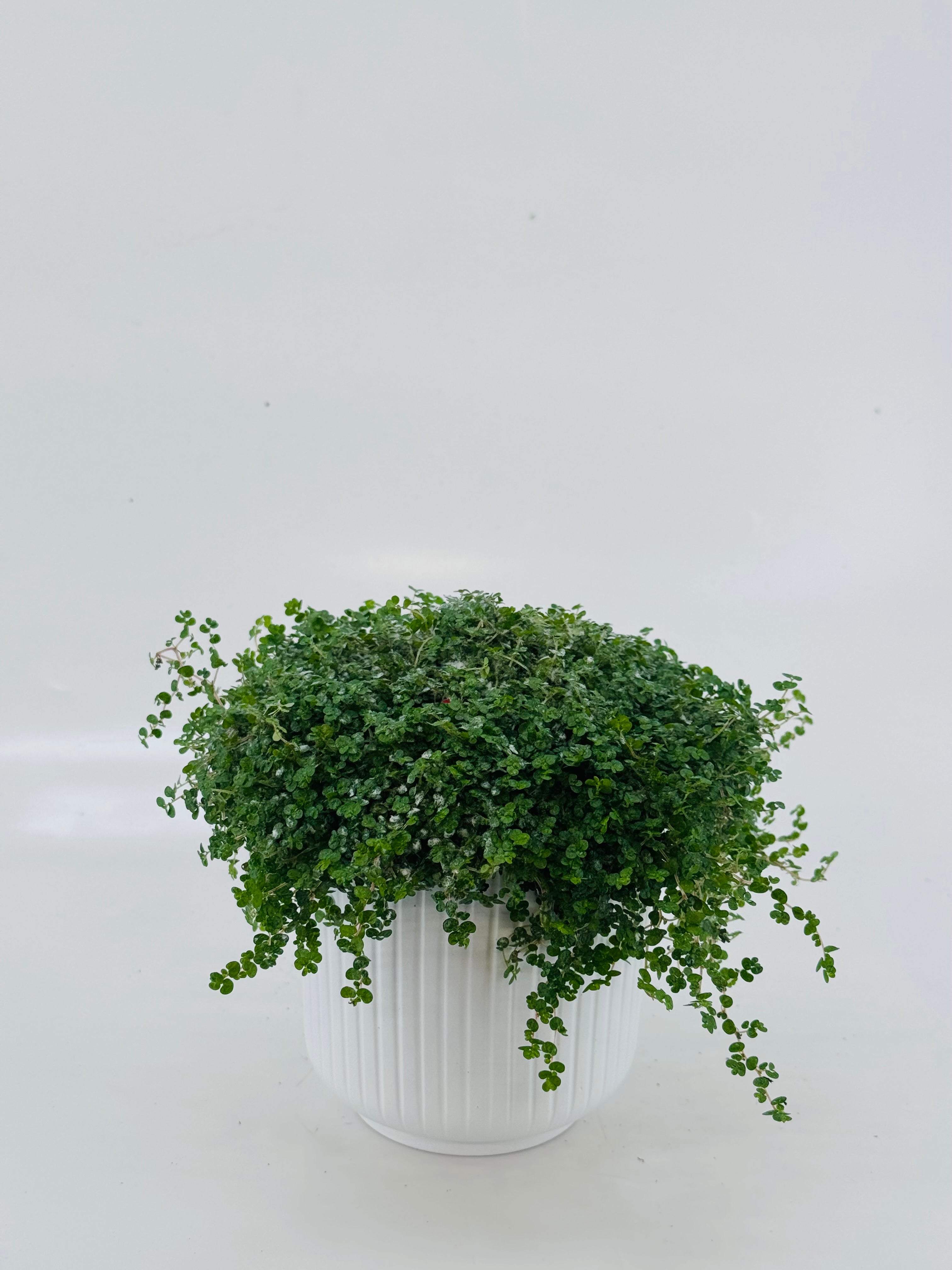 SOLEIROLIA XMASS DECO