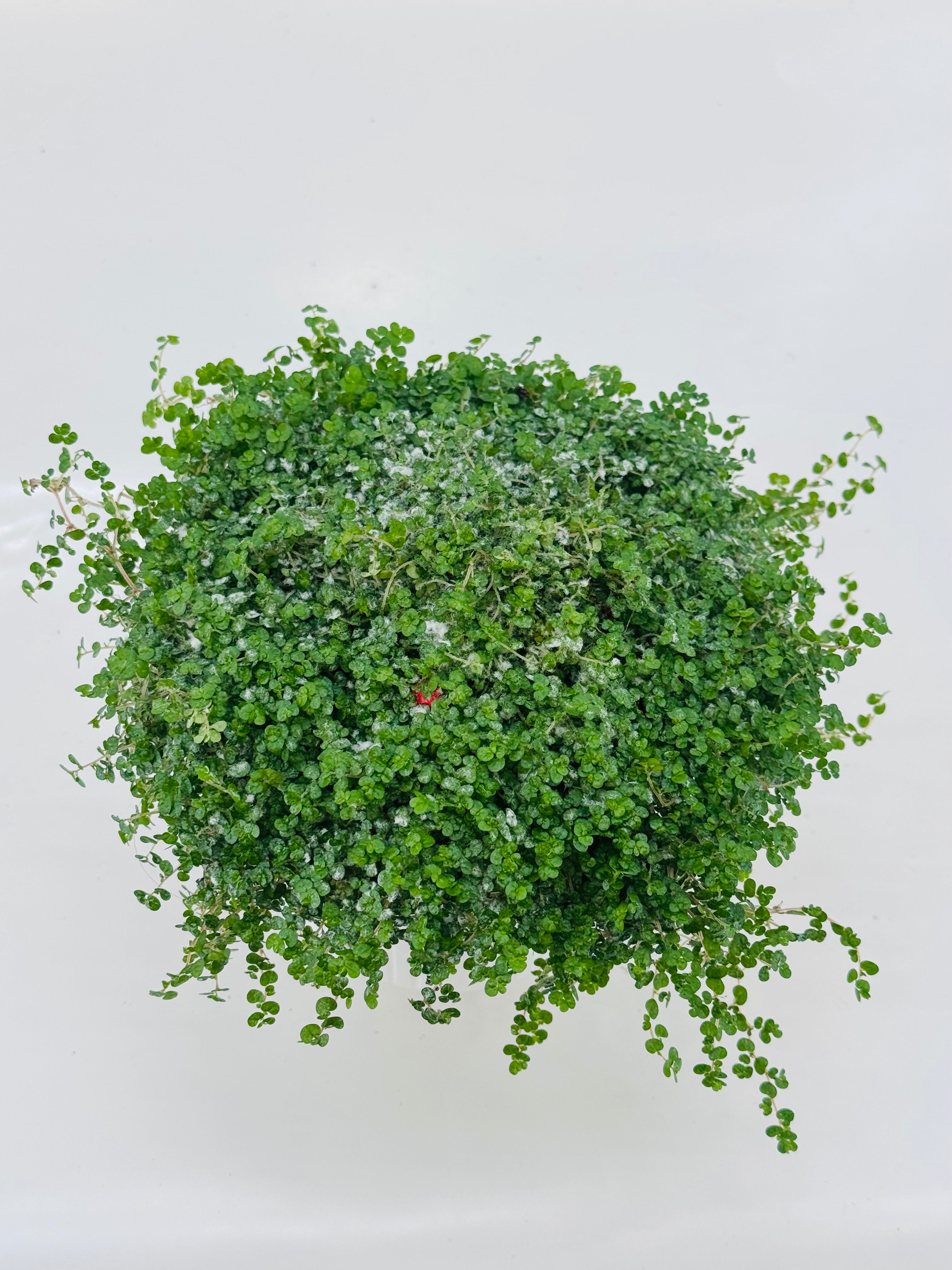 SOLEIROLIA XMASS DECO