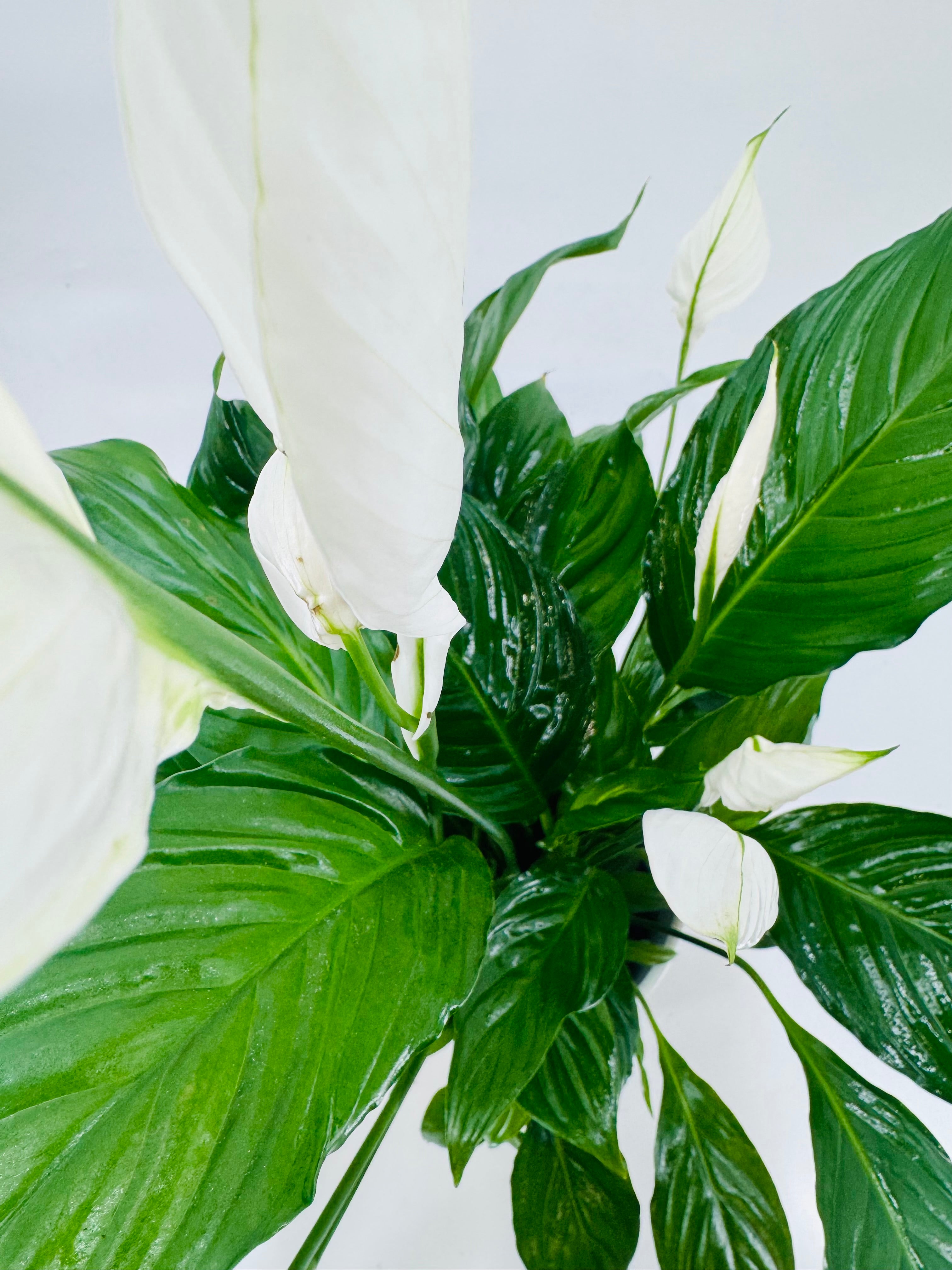 SPATHIPHYLLUMM VIVALDI C17