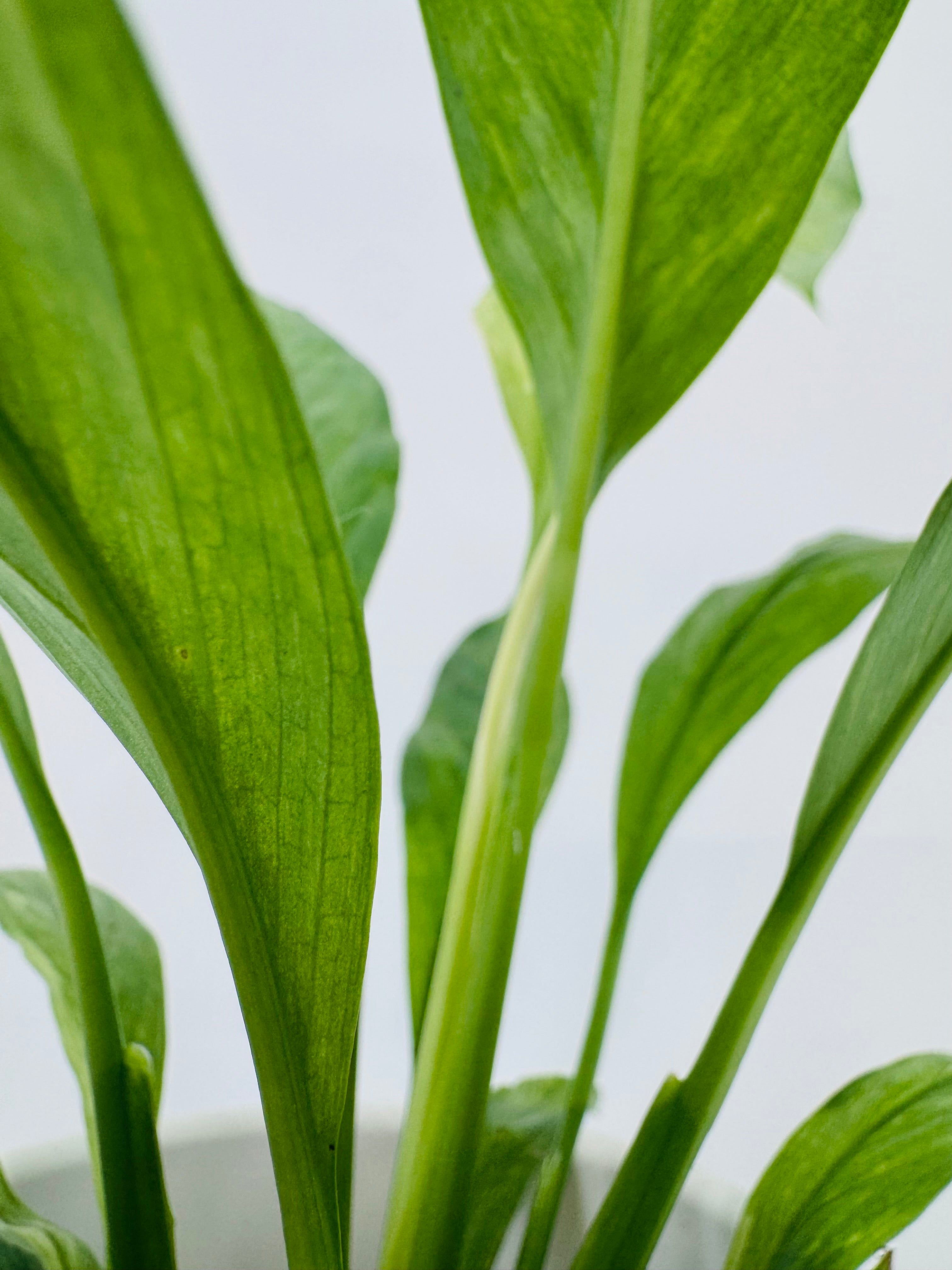 Spathiphyllum Aurea 10.5 con hojas verde y amarillo dorado en maceta blanca.