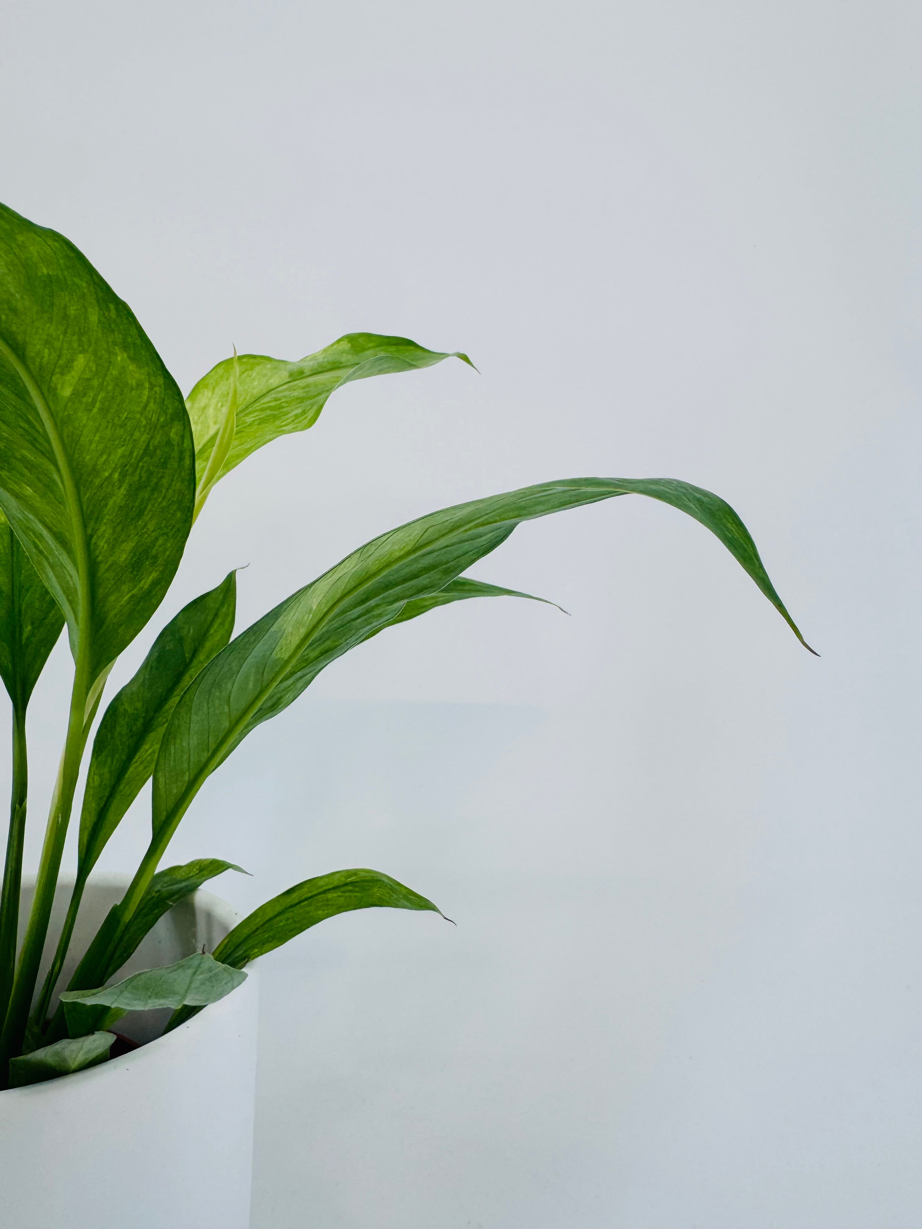 Spathiphyllum Aurea 10.5 con hojas verde y amarillo dorado en maceta blanca.