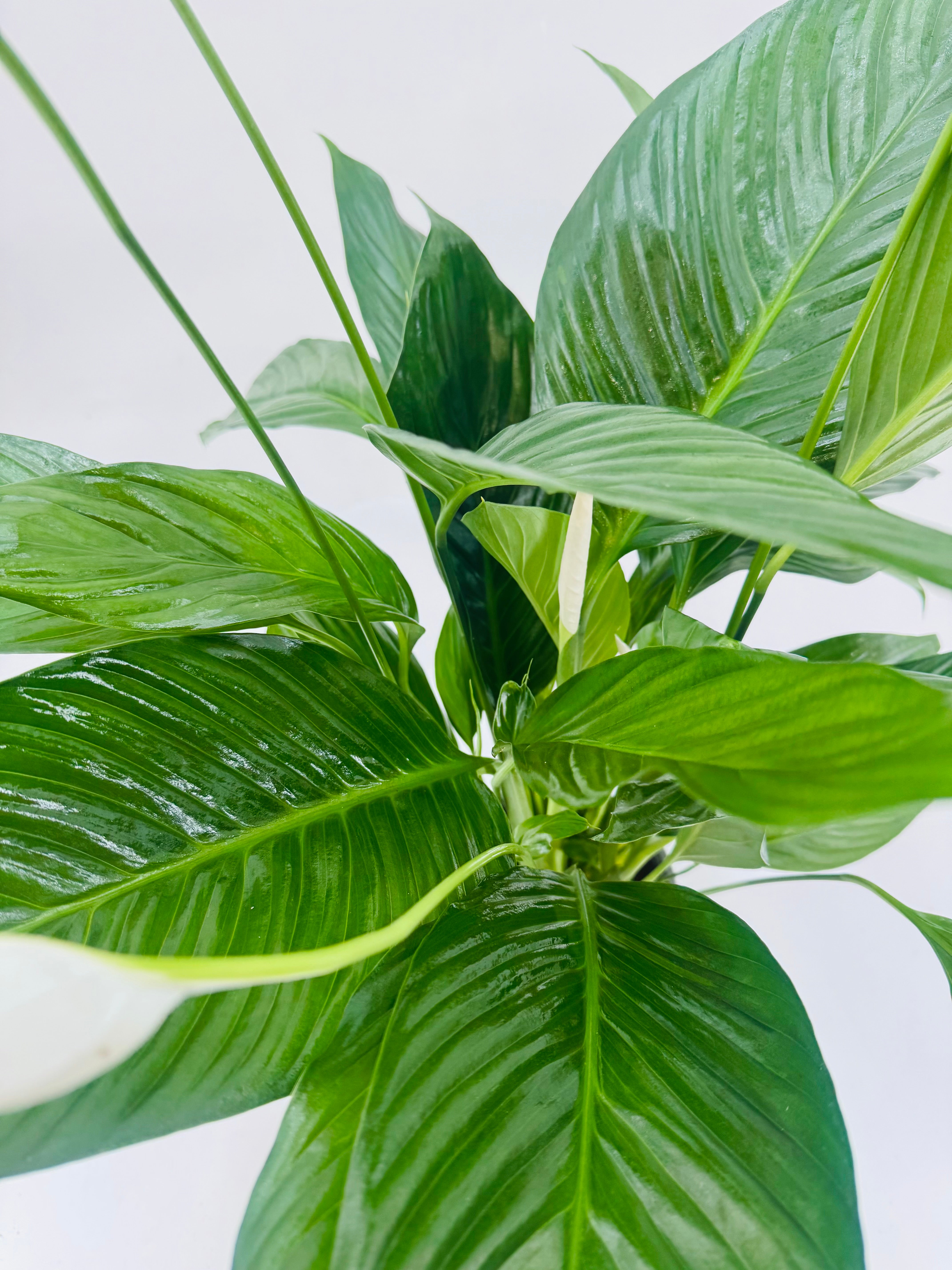 SPATHIPHYLLUM BINGO CUPIDO BLAN 17M