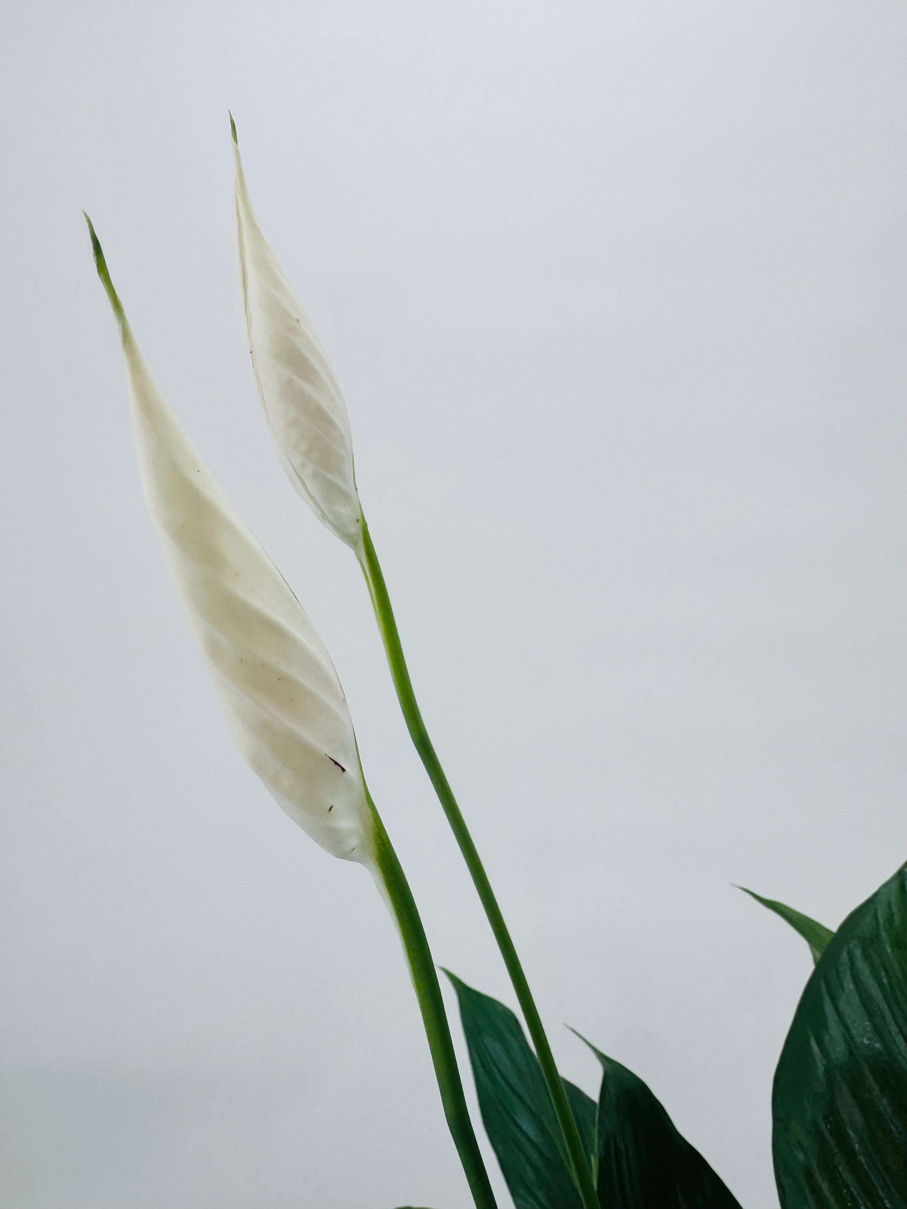 SPATHIPHYLLUM BINGO CUPIDO BLAN 17M
