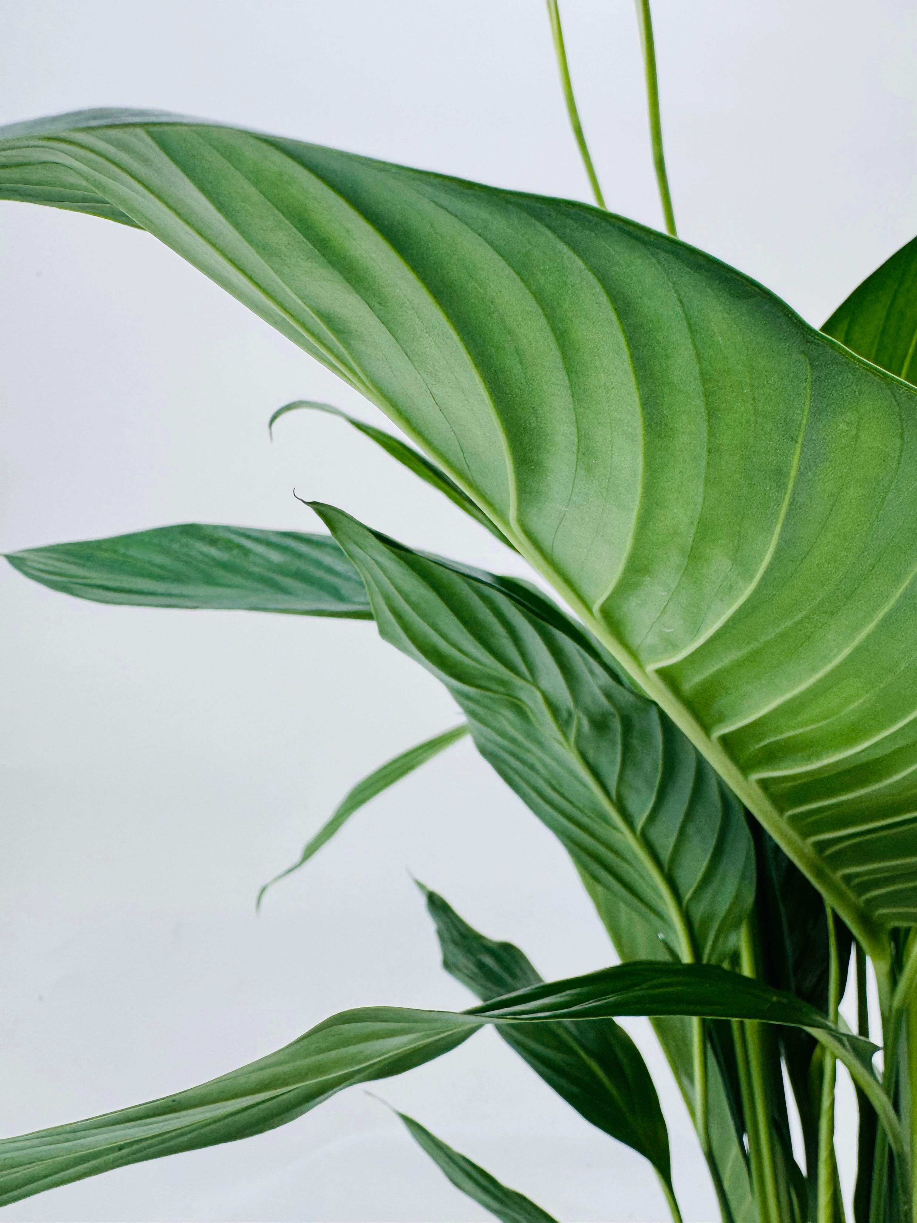 SPATHIPHYLLUM BINGO CUPIDO BLAN 17M