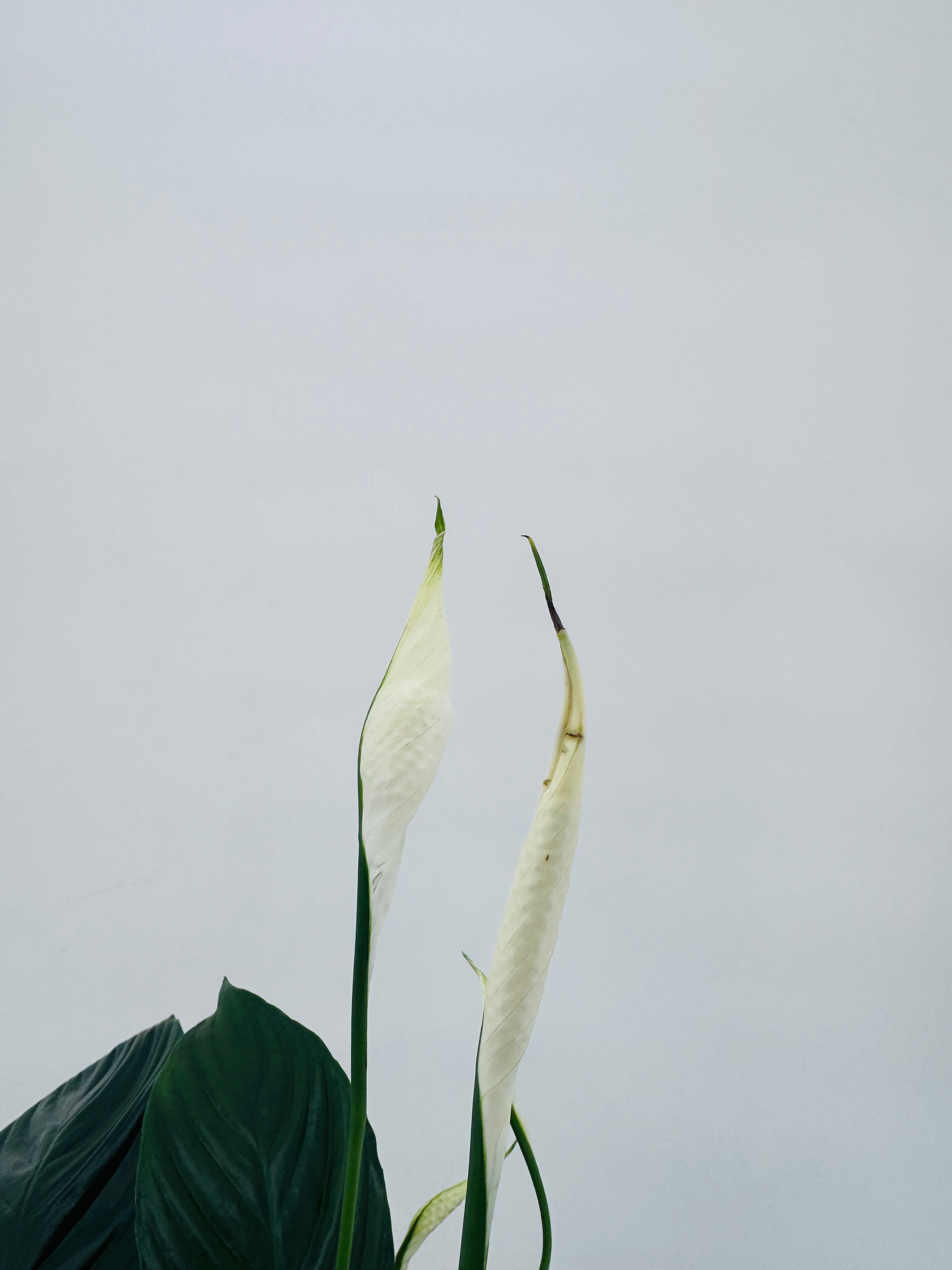 SPATHIPHYLLUM  M13