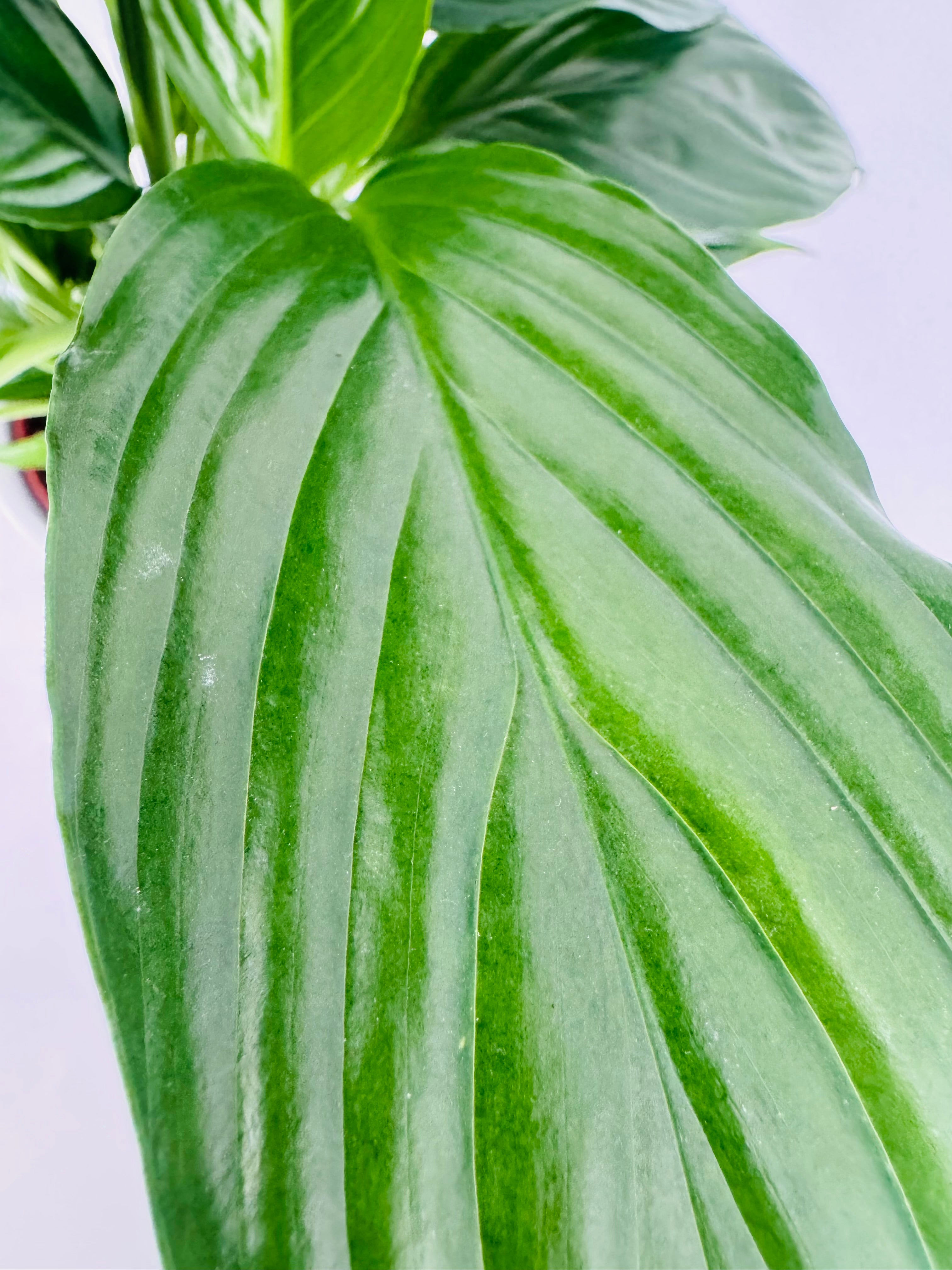 SPATHIPHYLLUM  M13