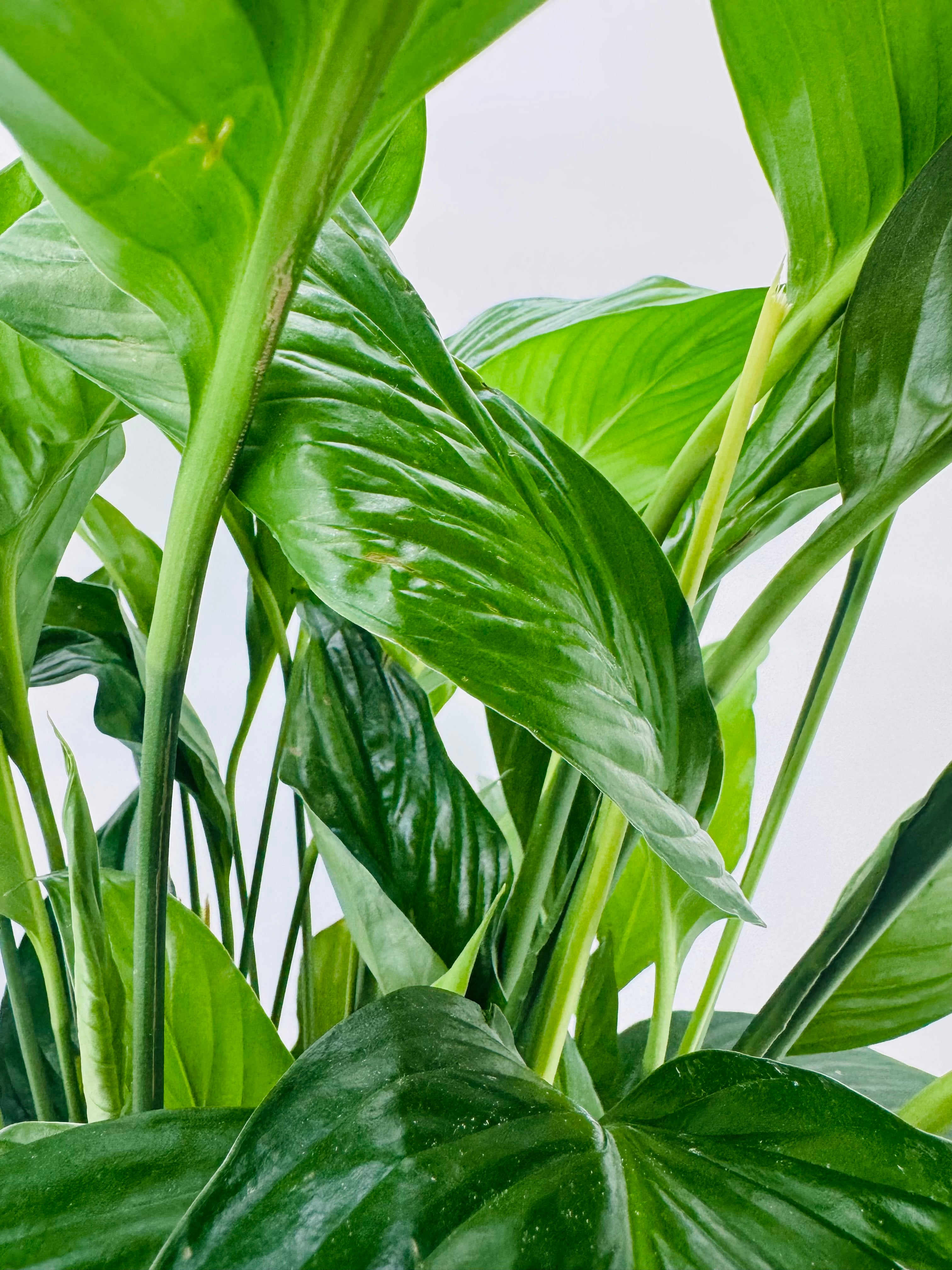 Spathiphyllum 'Sweet Lauretta' M21 con hojas verdes brillantes y tallos robustos sobre fondo blanco.