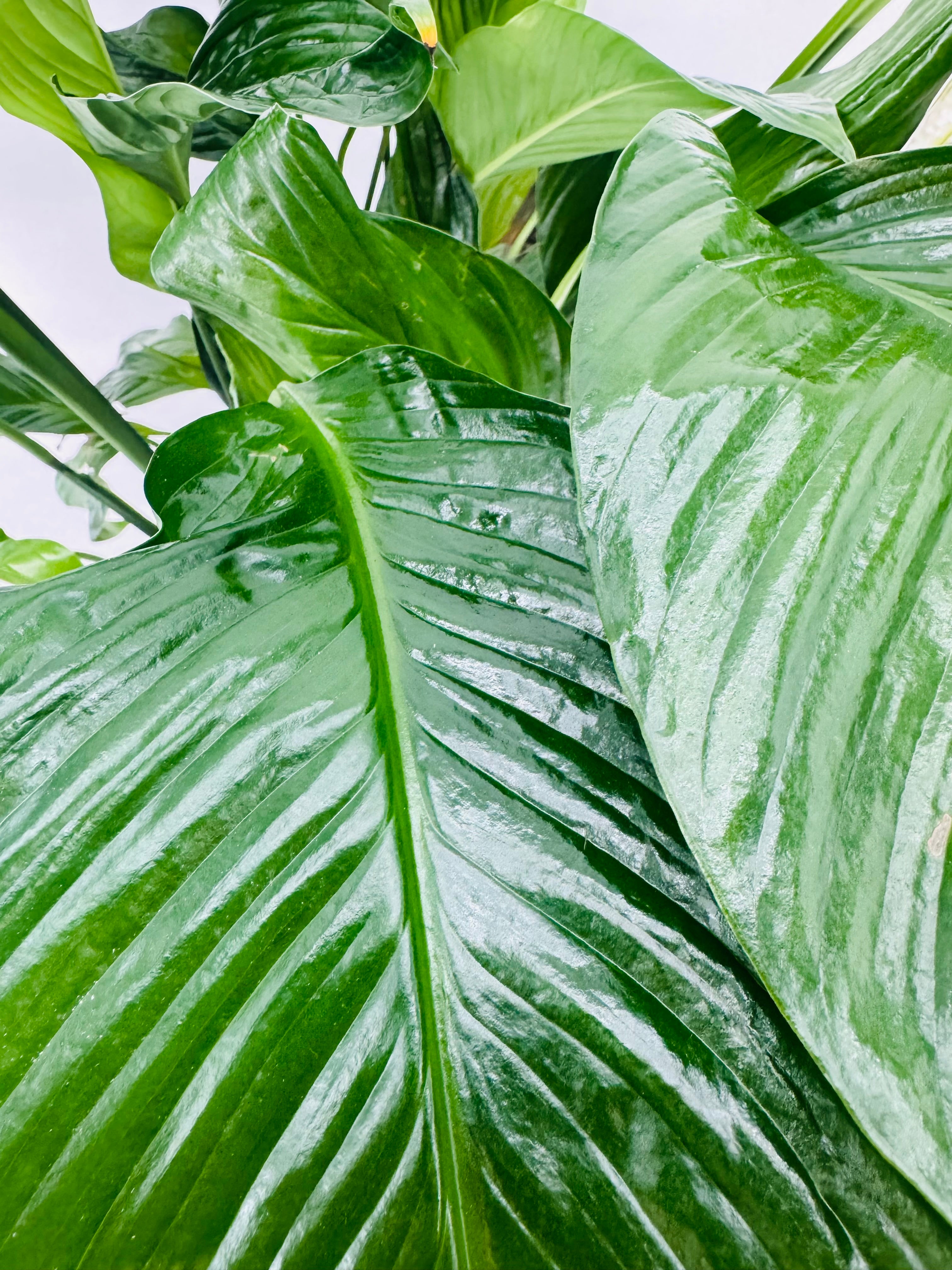 Primer plano de hojas verdes brillantes y frondosas de Spathiphyllum 'Sweet Lauretta' M21.